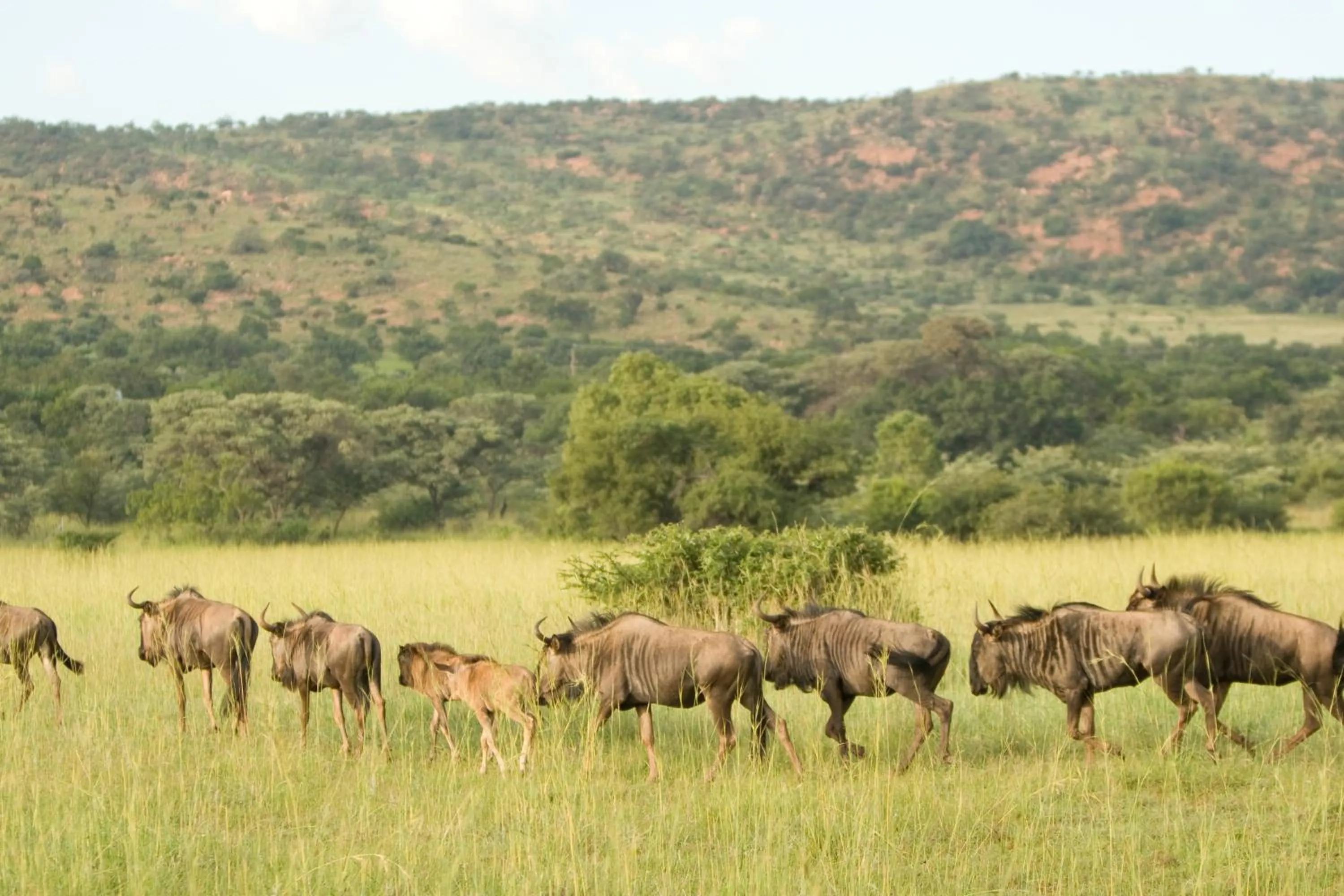 Animals in Kedar Heritage Lodge, Conference Centre & Spa