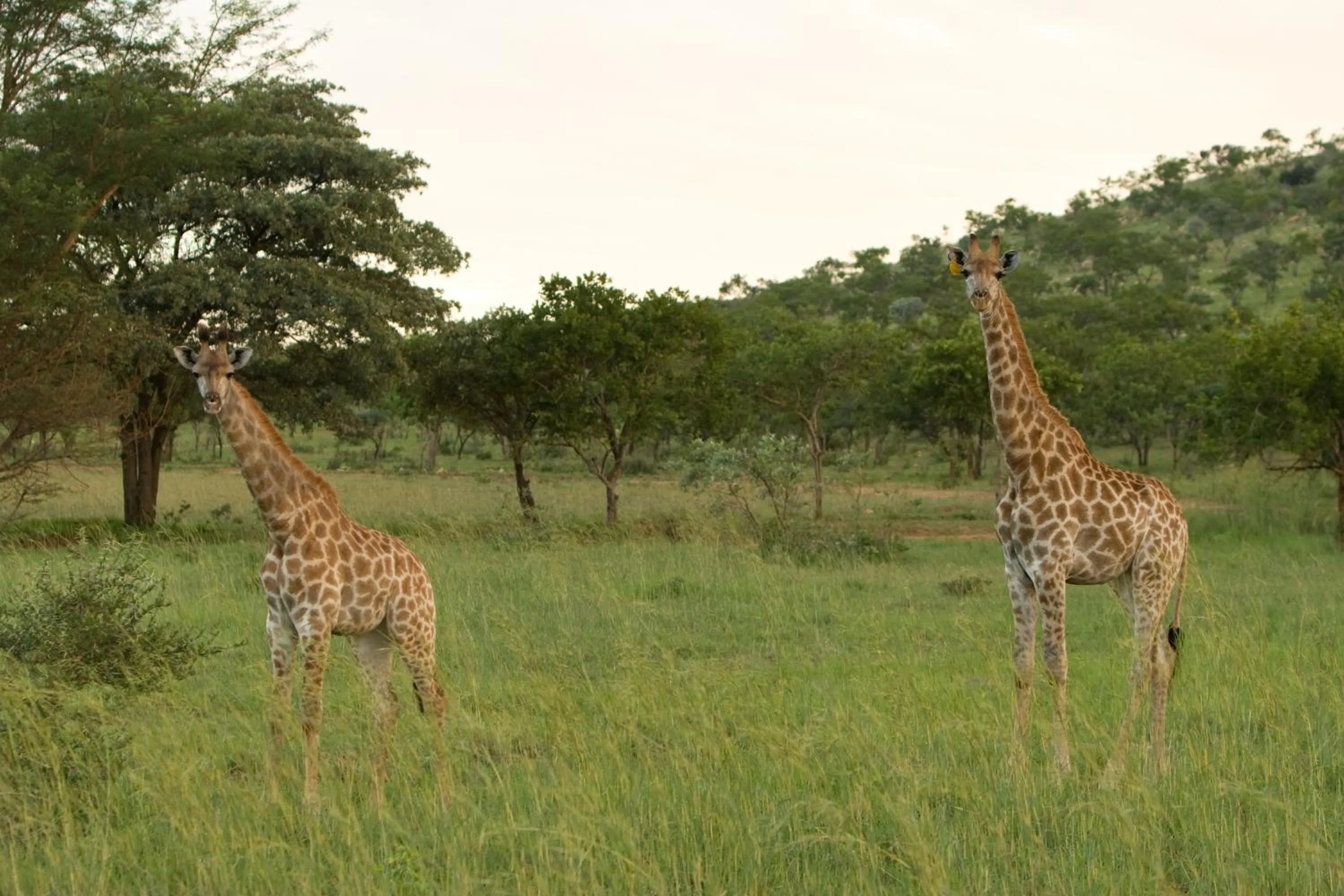 Animals in Kedar Heritage Lodge, Conference Centre & Spa