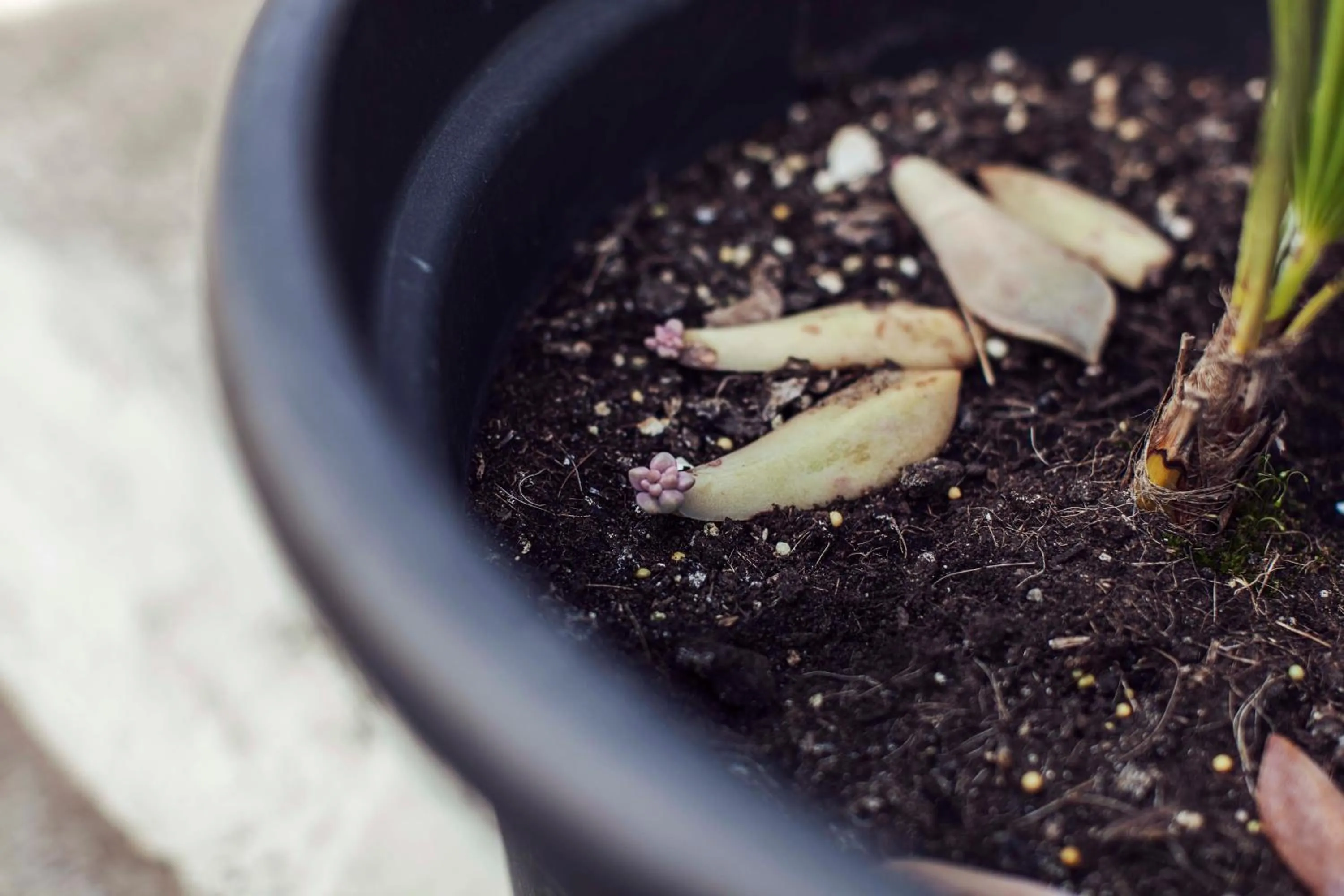Balcony/Terrace in Granny's Inn Hostel