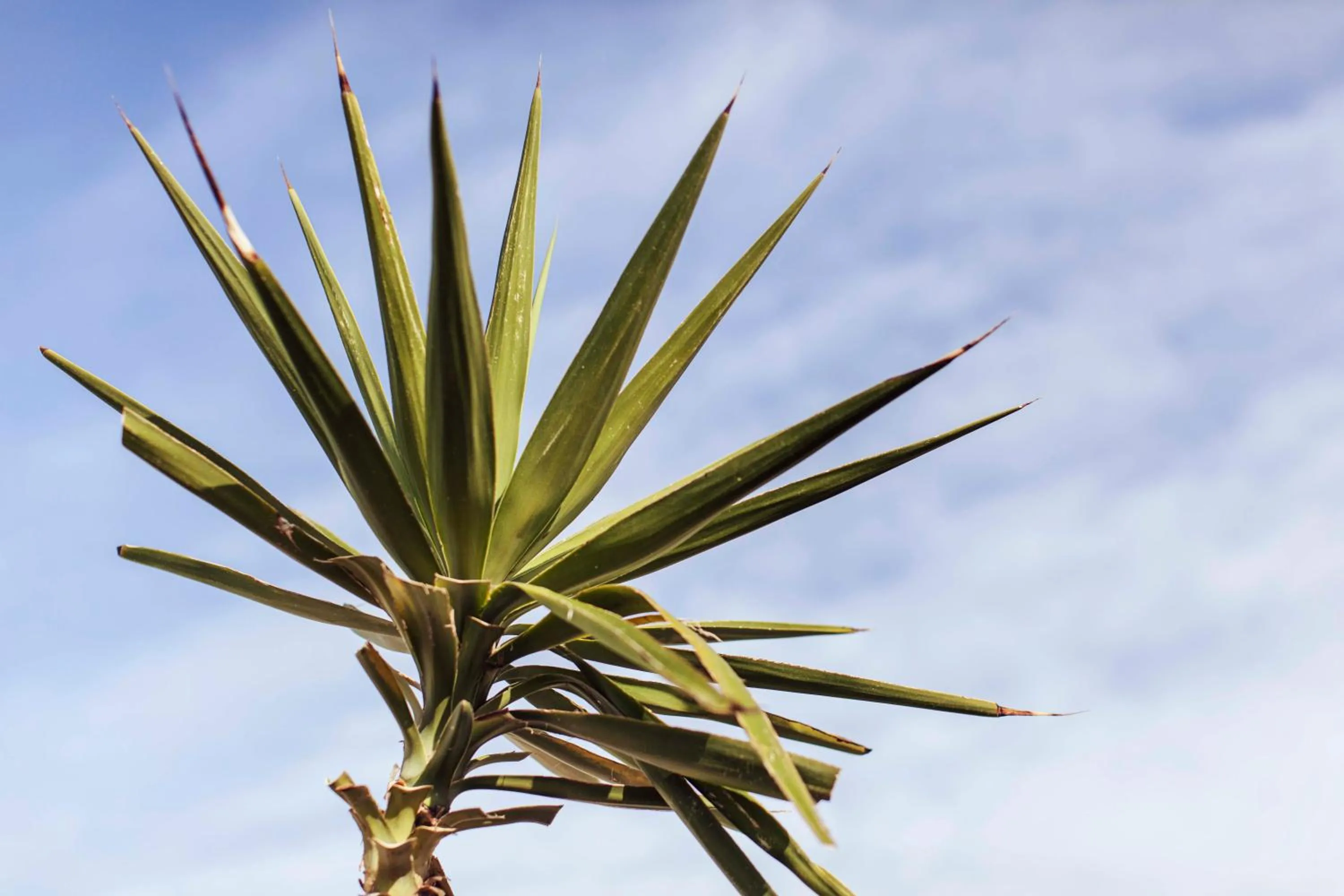 Balcony/Terrace in Granny's Inn Hostel