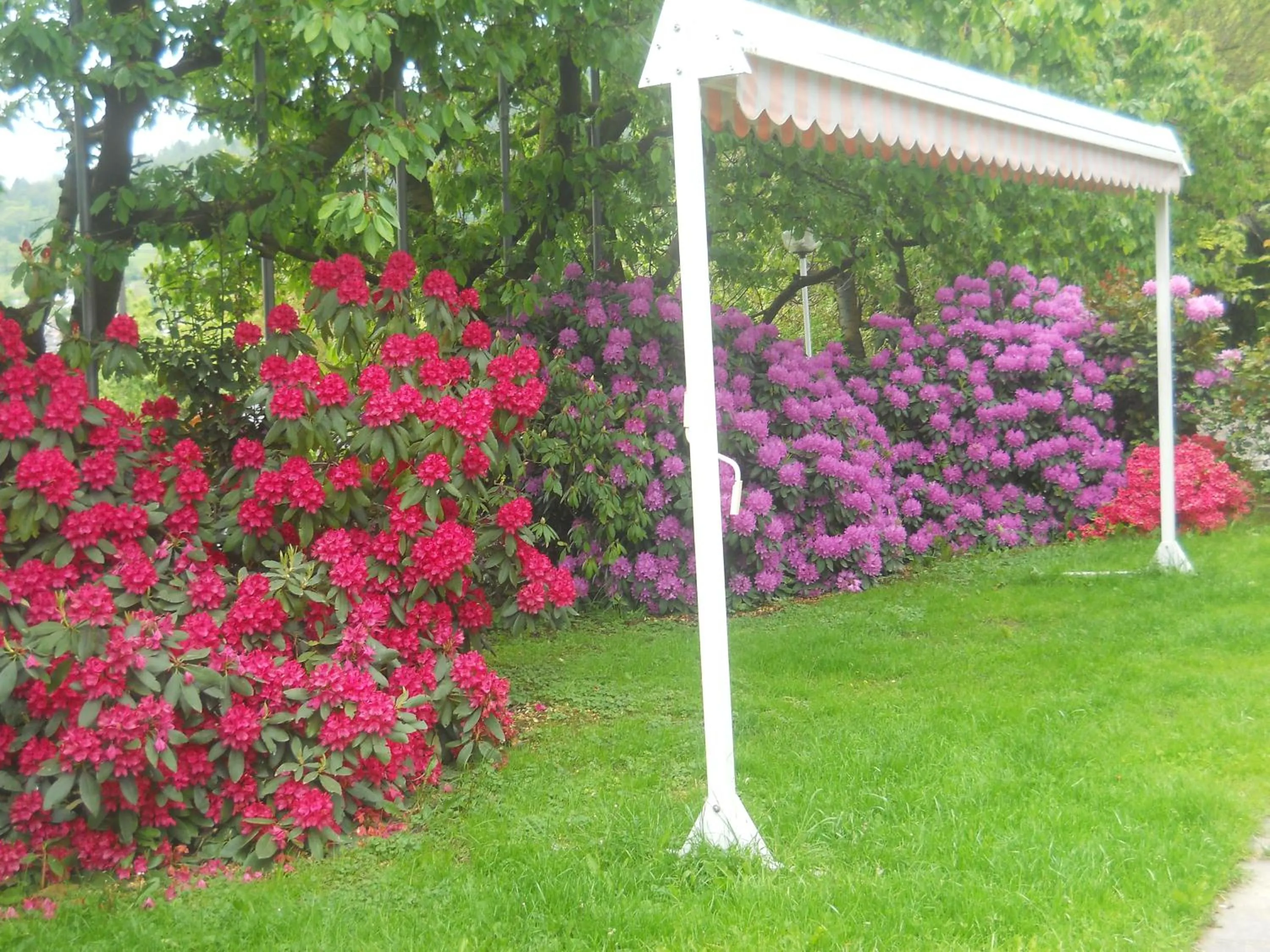 Garden in Albergo Negritella