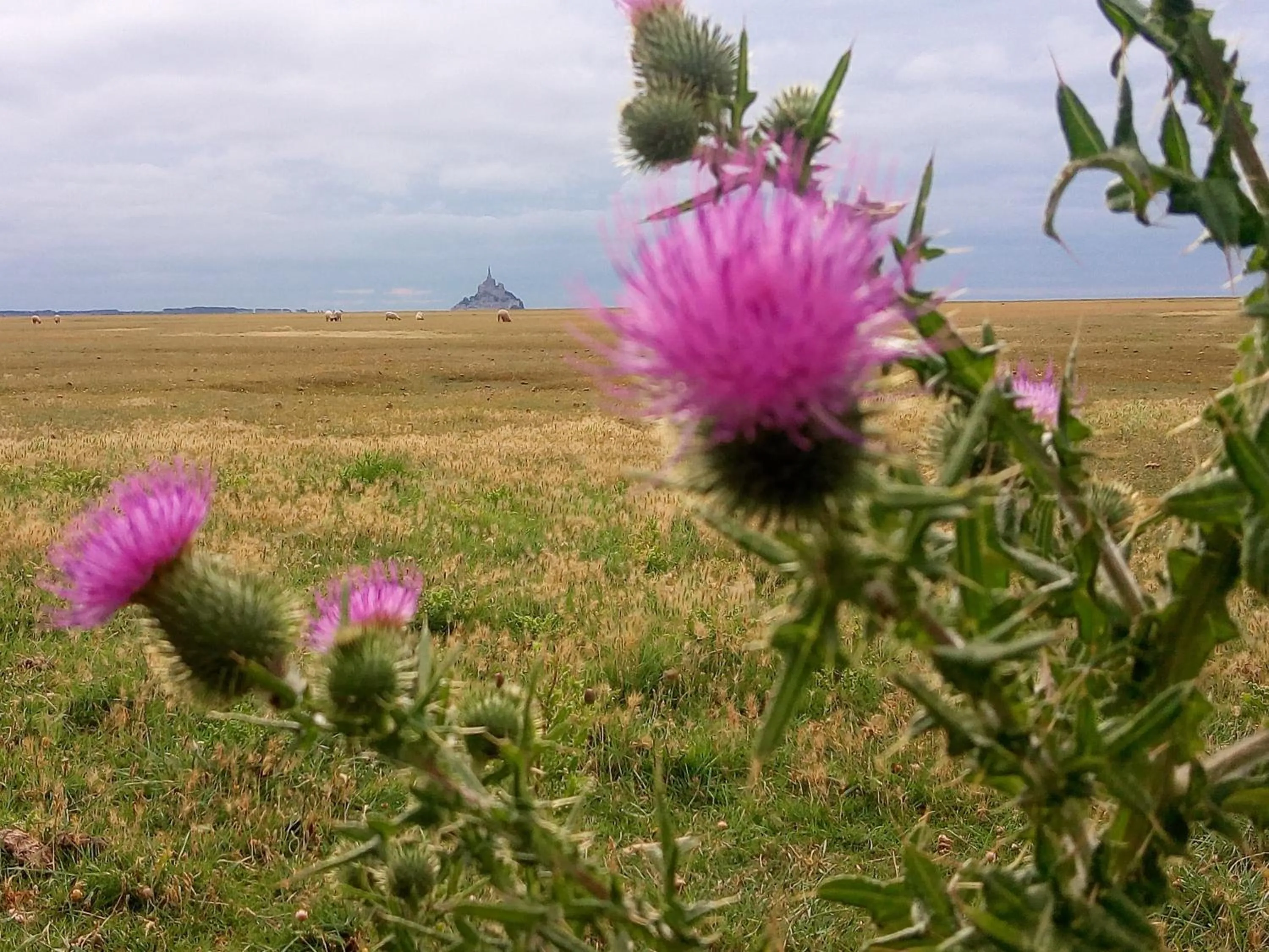 View (from property/room) in La Jacotière
