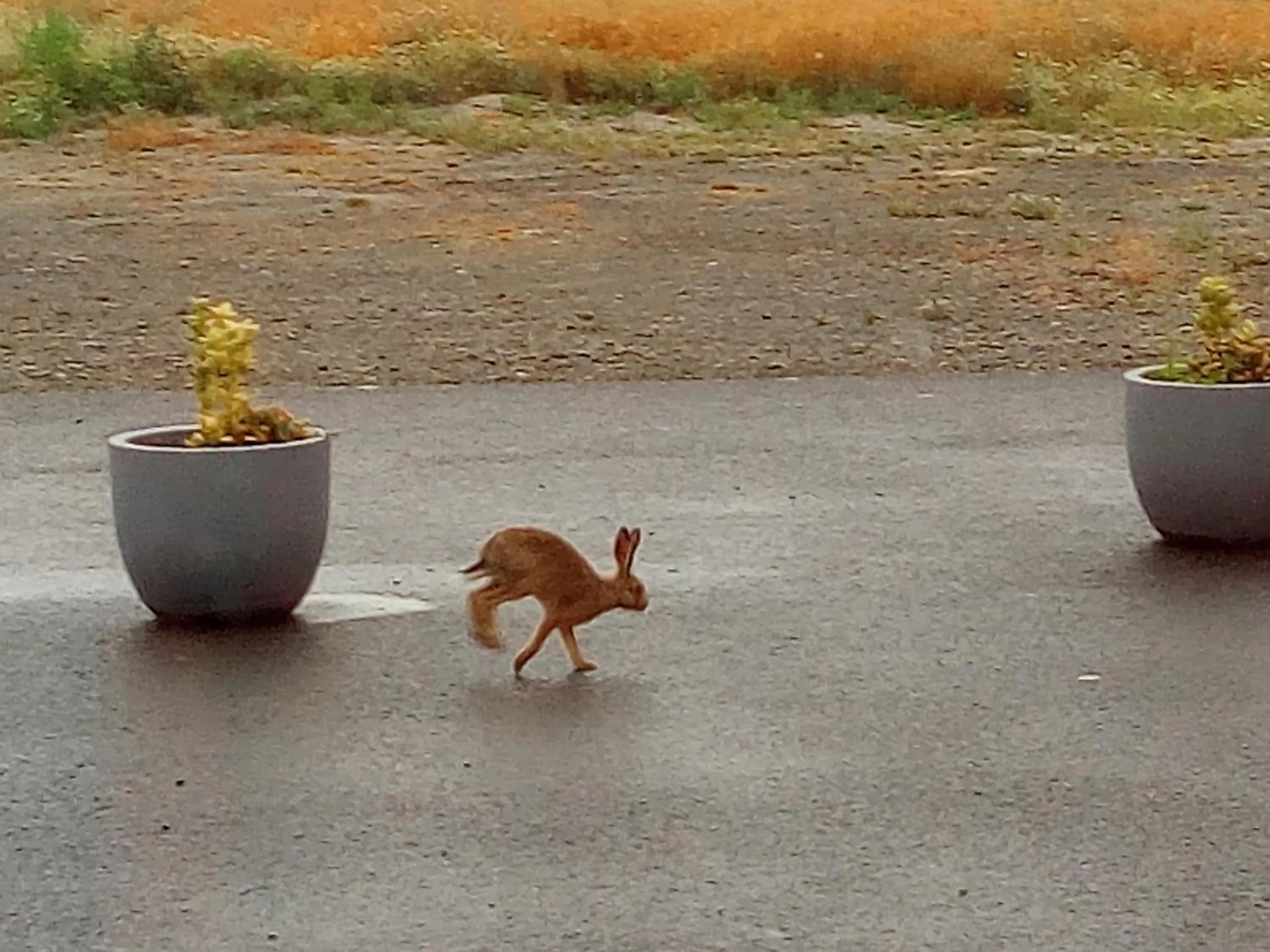 Property building in La Jacotière