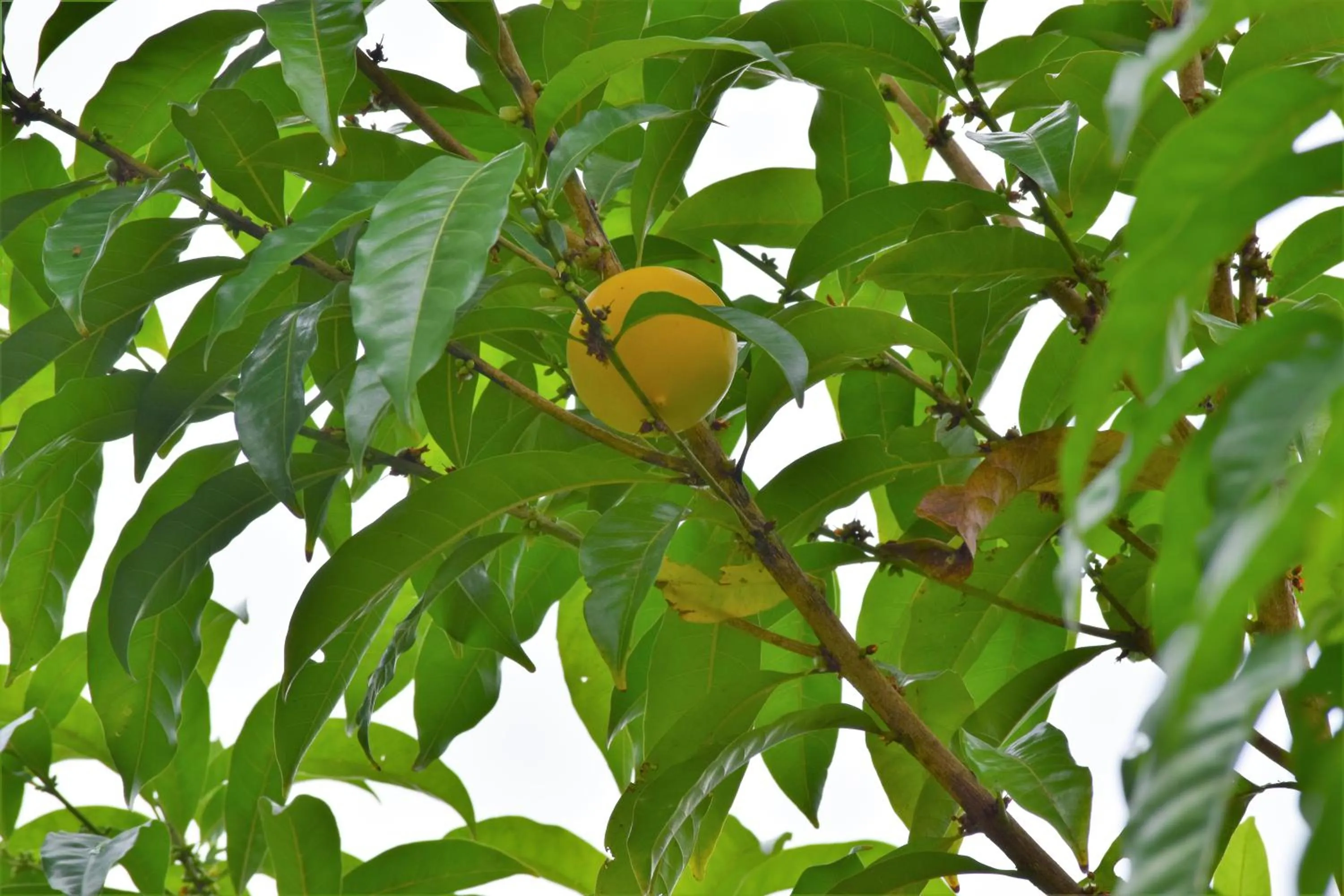 Garden in Hotel Rio Celeste Finca L´ Etoile Celeste