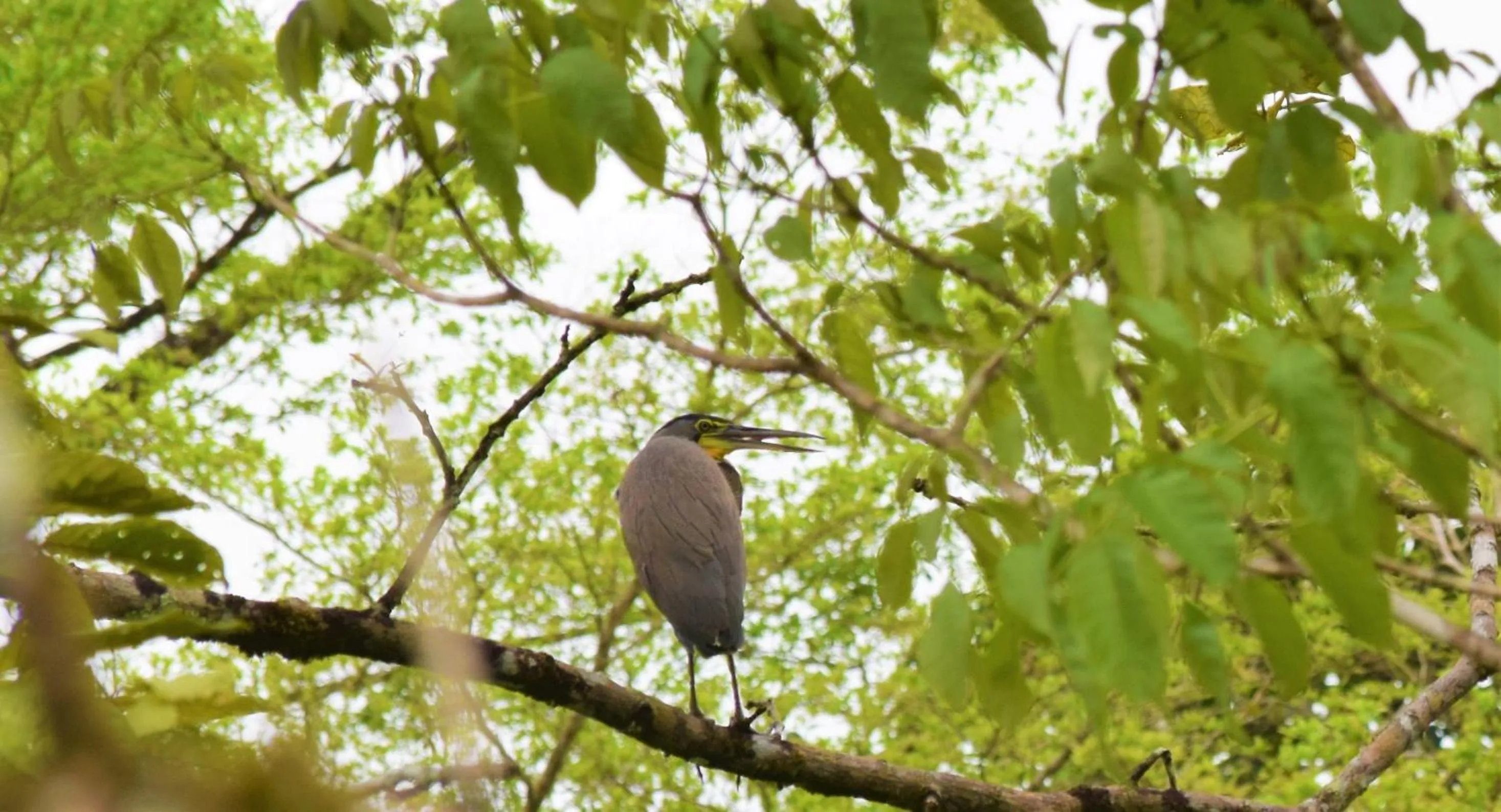 Animals in Hotel Rio Celeste Finca L´ Etoile Celeste
