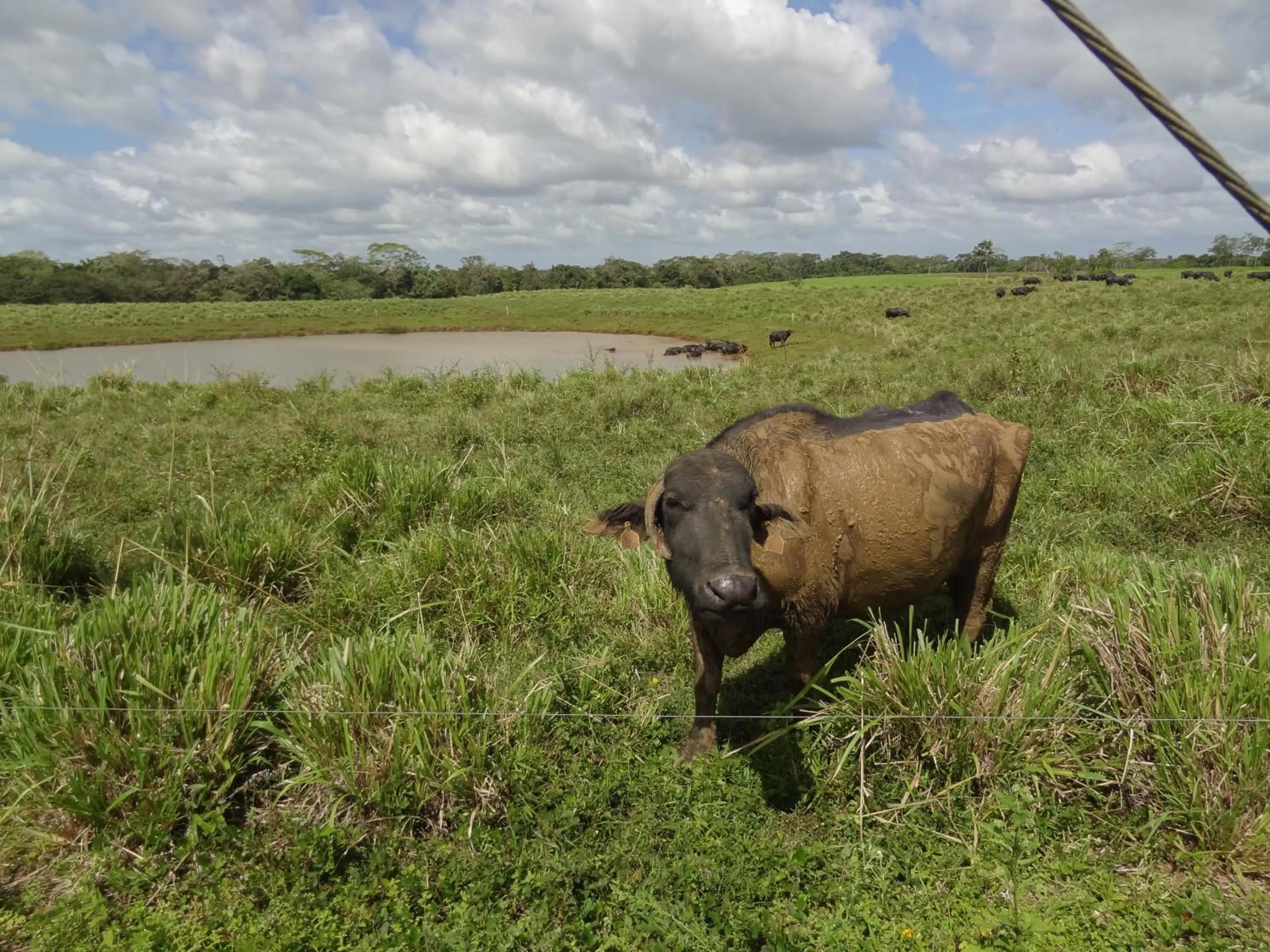 Animals in Hotel Rio Celeste Finca L´ Etoile Celeste