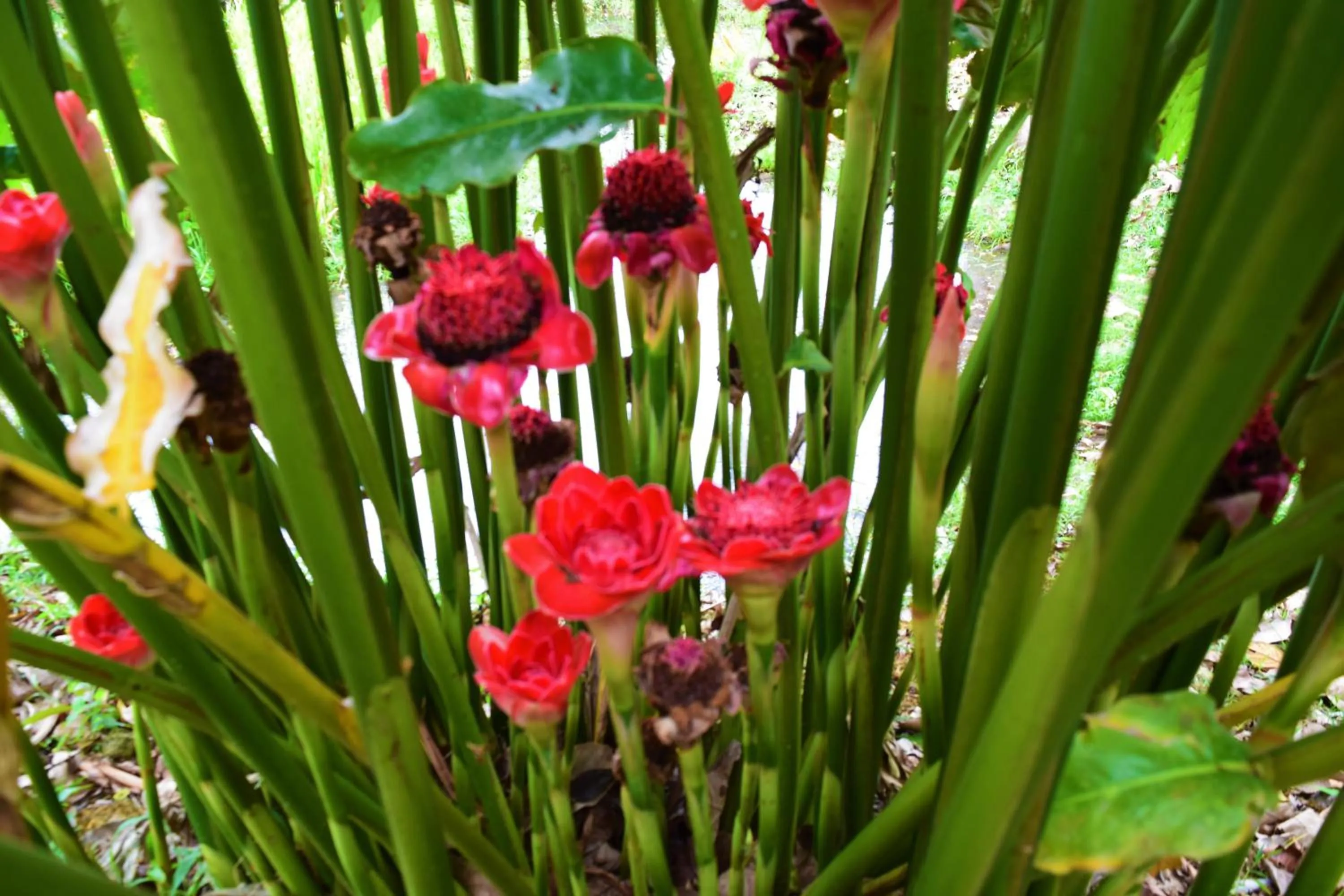 Natural landscape in Hotel Rio Celeste Finca L´ Etoile Celeste