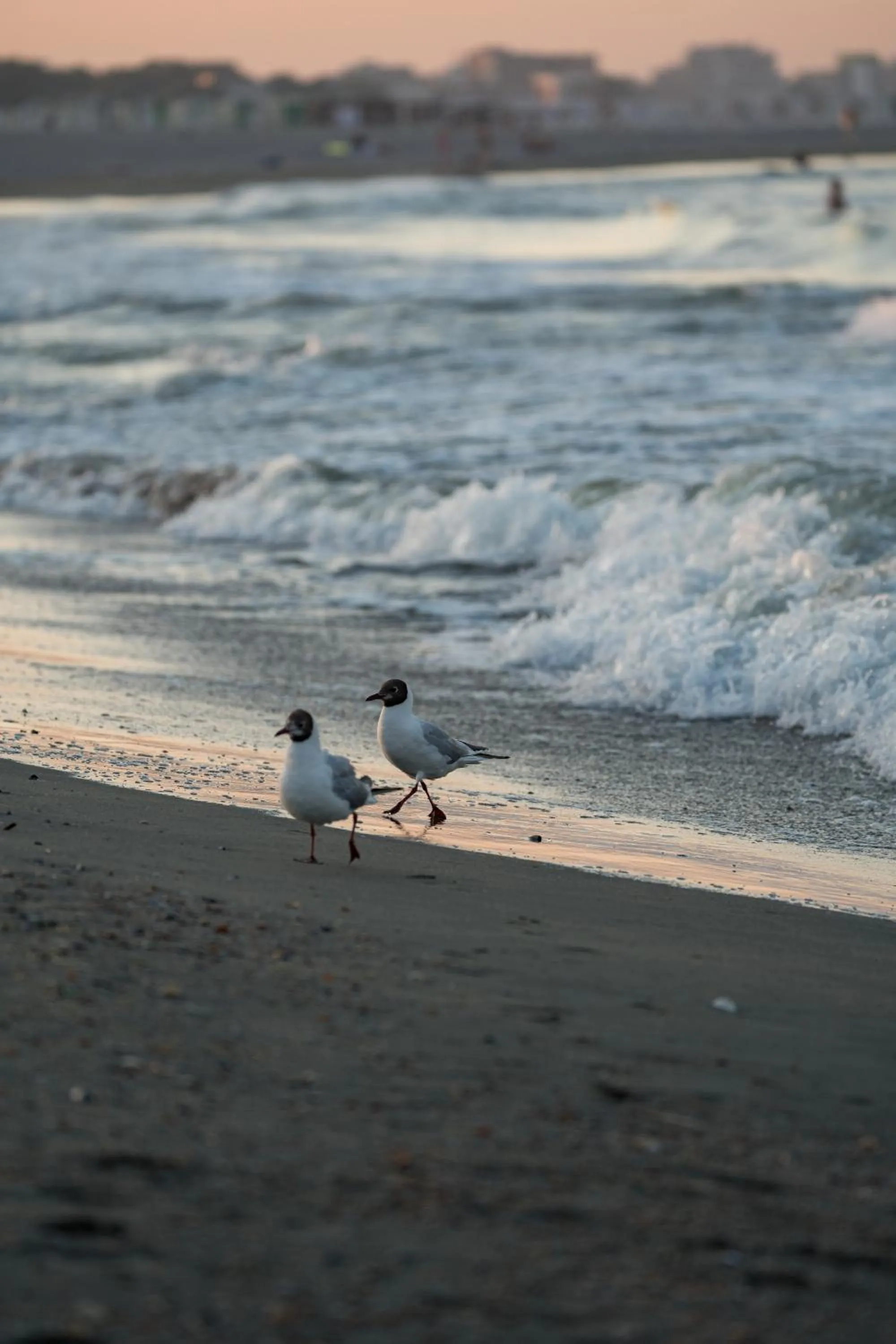 Natural landscape in Riva Mamaia Beach Apart Hotel