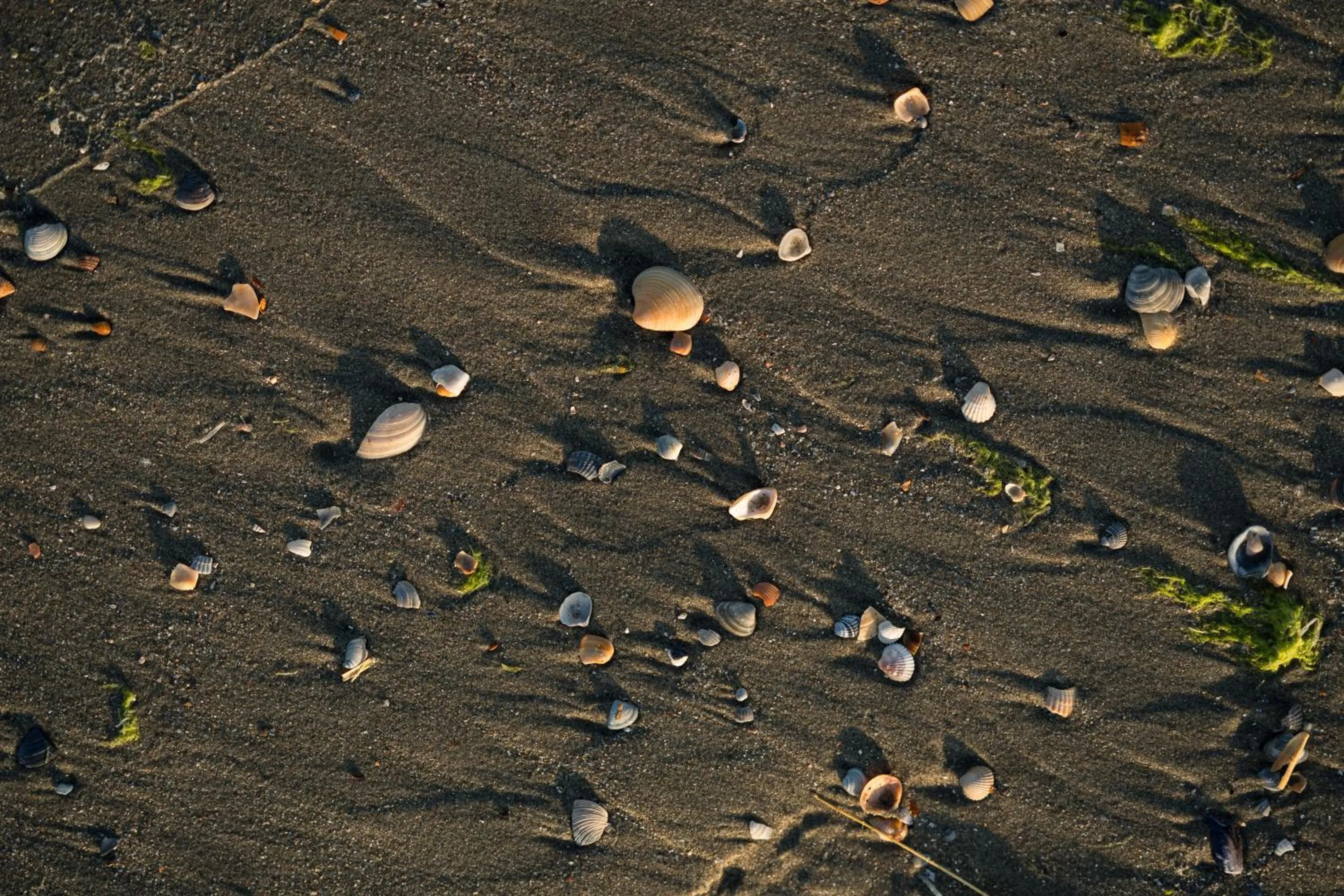 Beach in Riva Mamaia Beach Apart Hotel