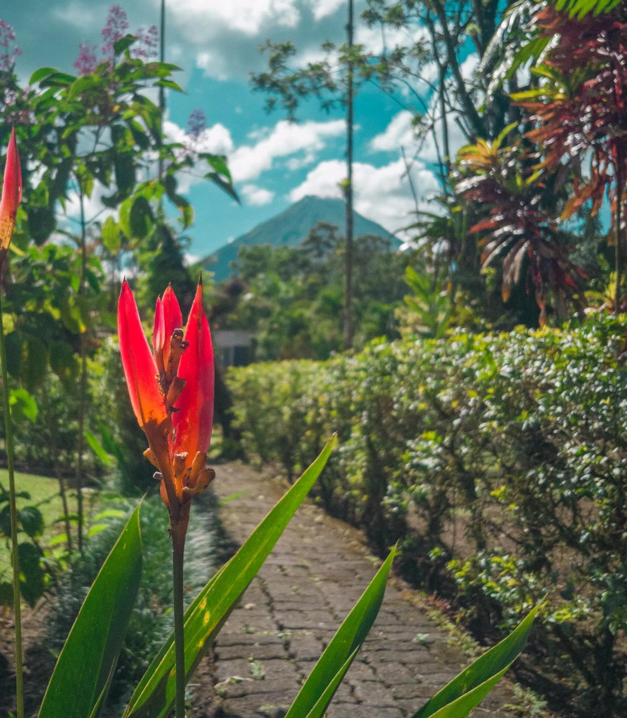 Natural landscape in Arenal Backpackers Resort