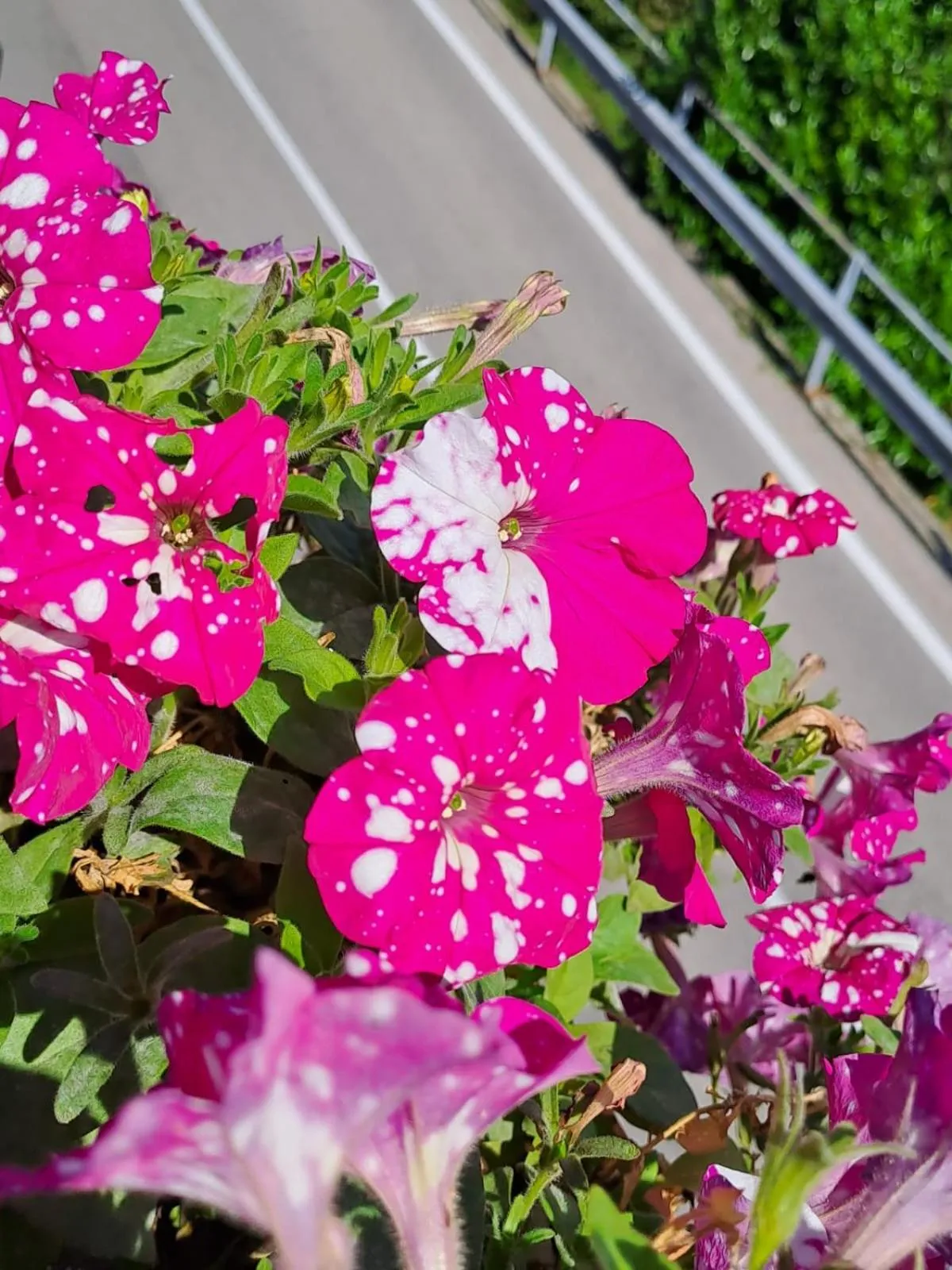 Bed & Breakfast Bellagio