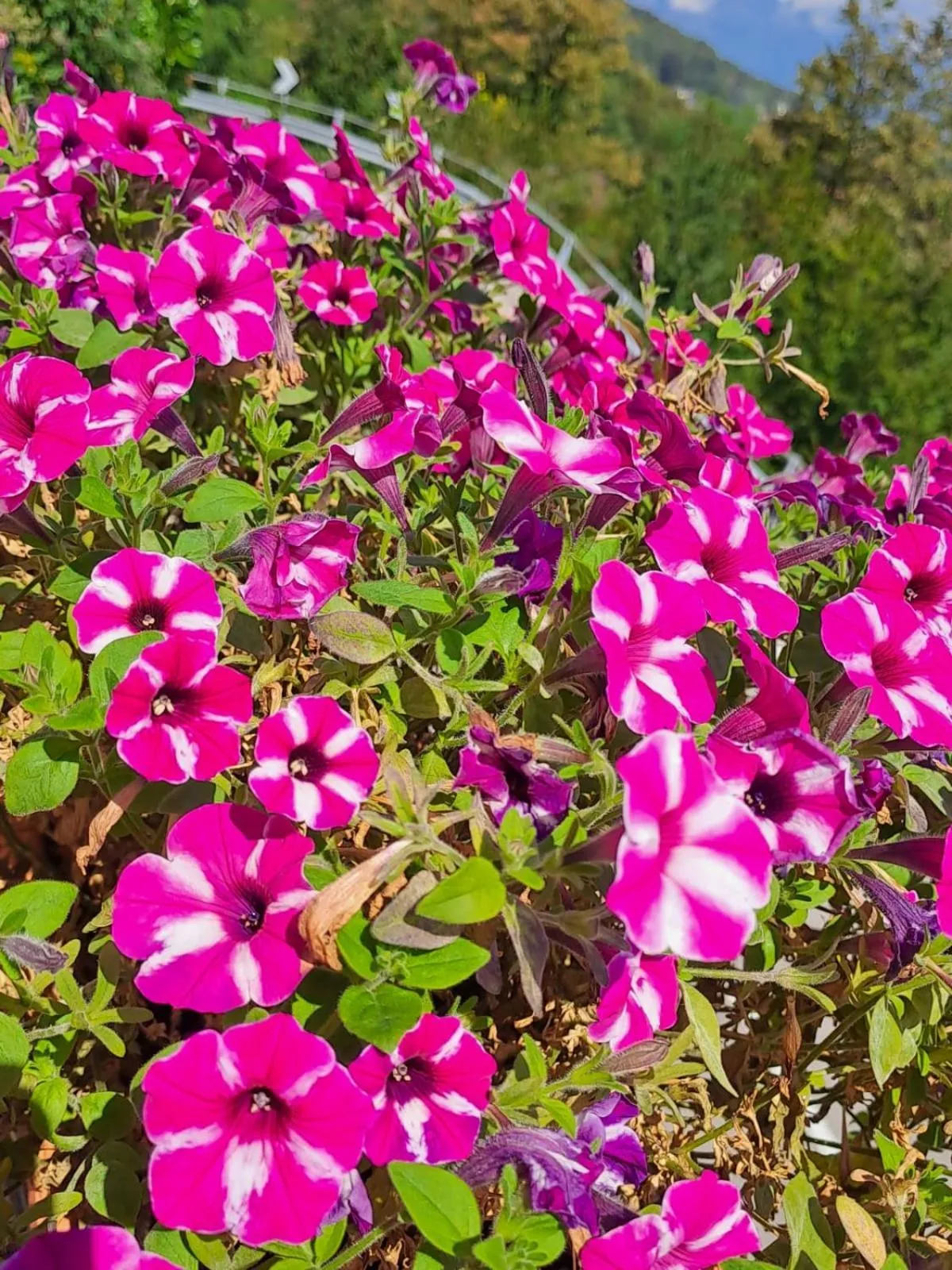 Bed & Breakfast Bellagio