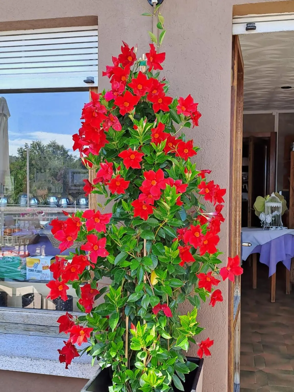 Balcony/Terrace in Bed & Breakfast Bellagio