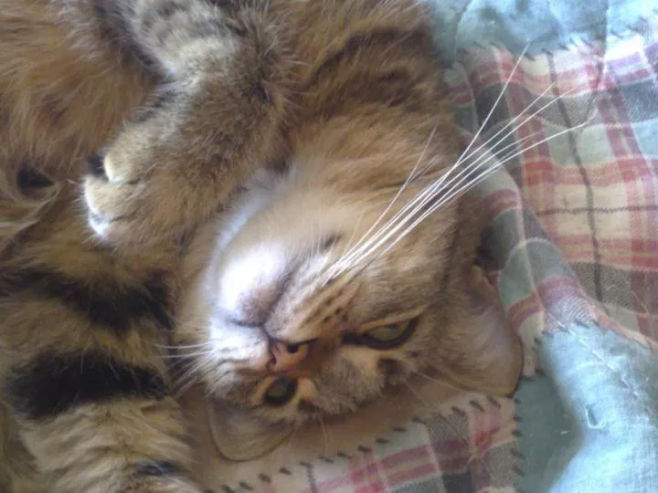 Pets in Bed & Breakfast Bellagio