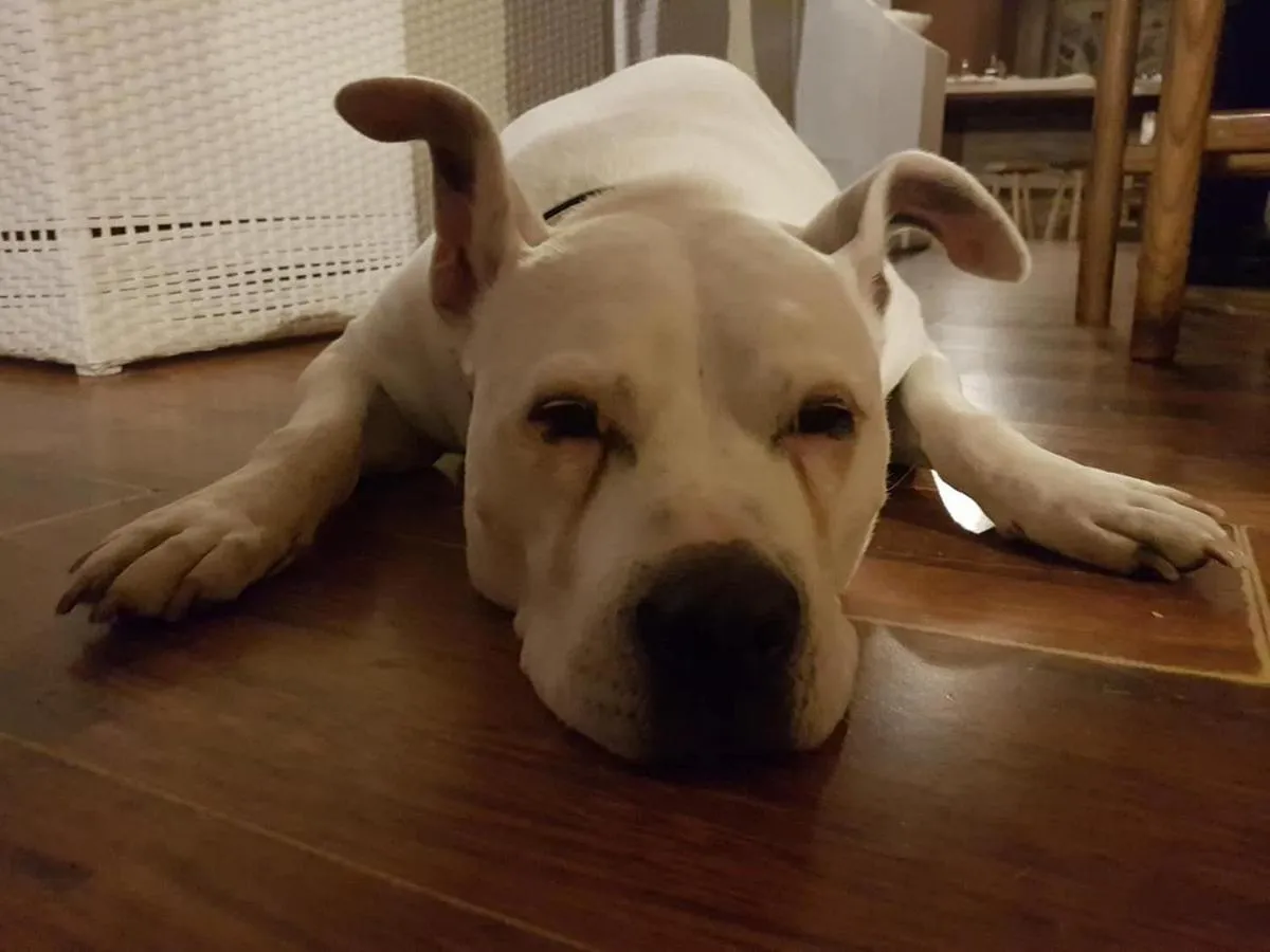 Pets in Bed & Breakfast Bellagio