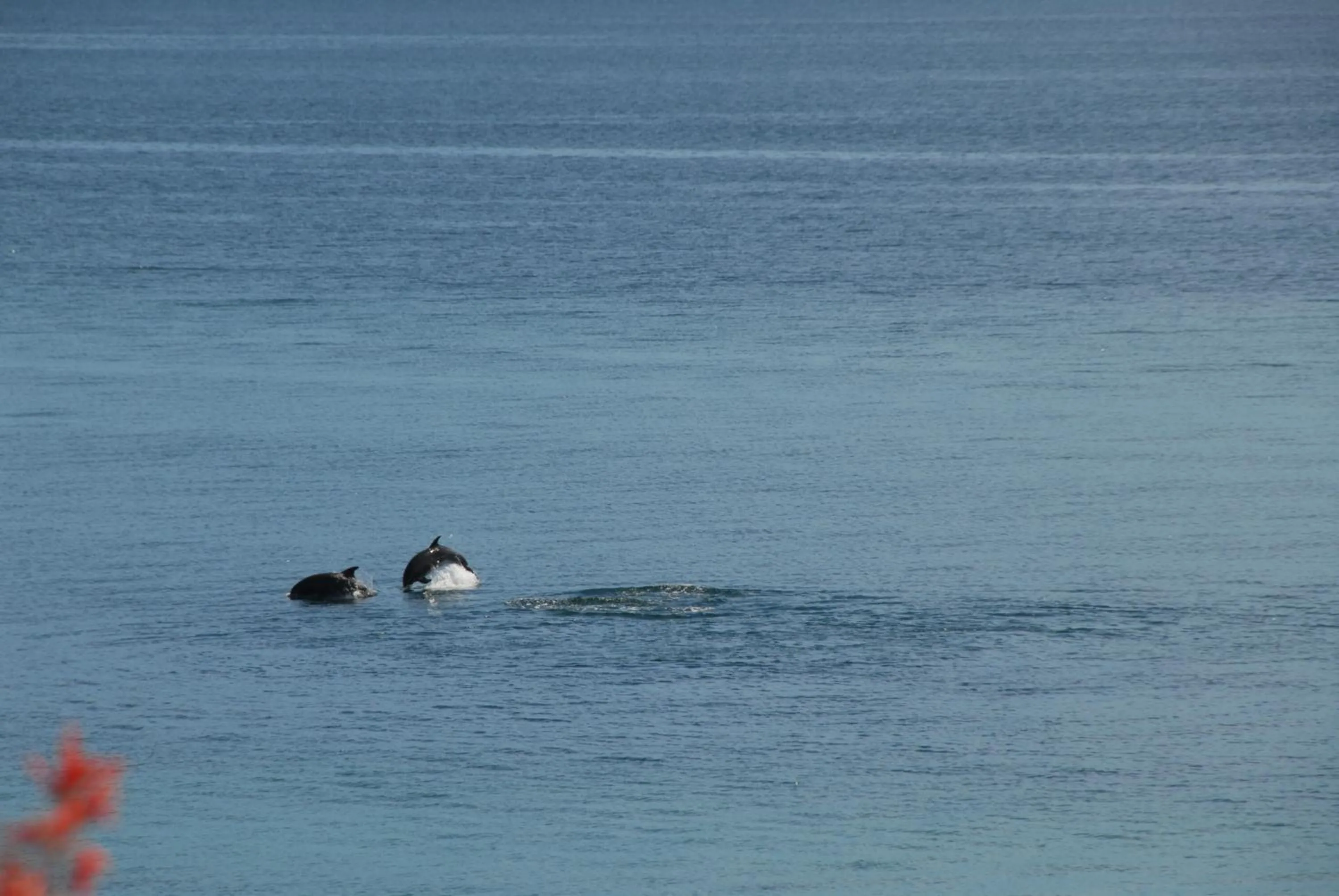 Animals in Ventana Bay Resort