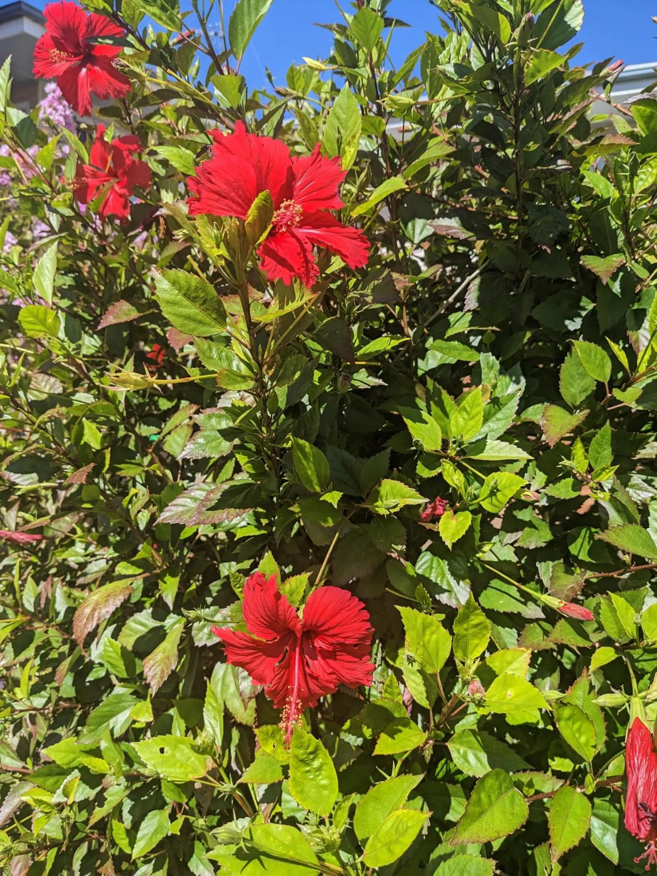 Garden in Kaputar Motel