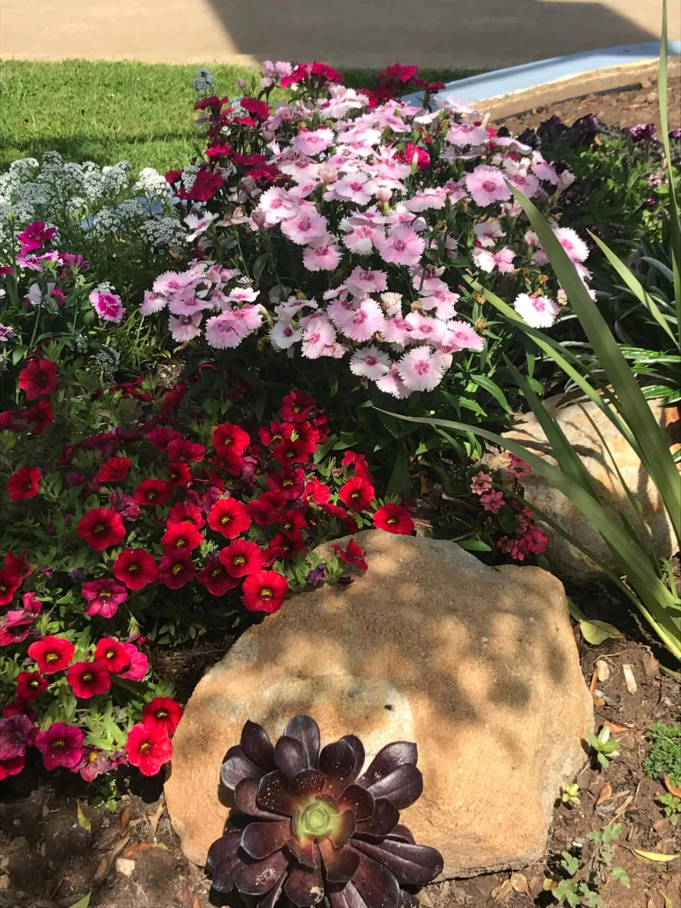Garden in Kaputar Motel