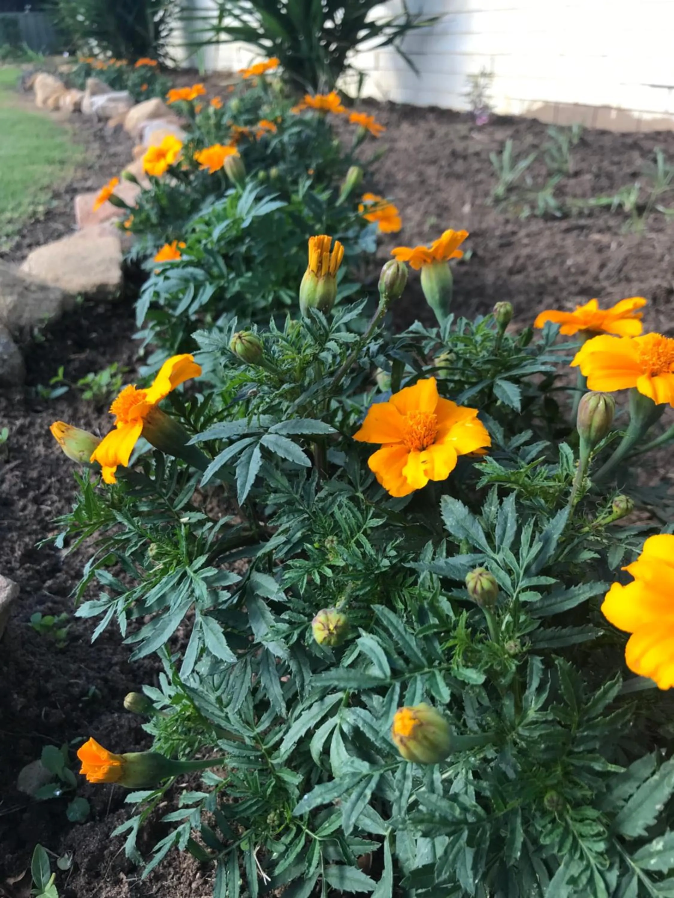 Garden in Kaputar Motel