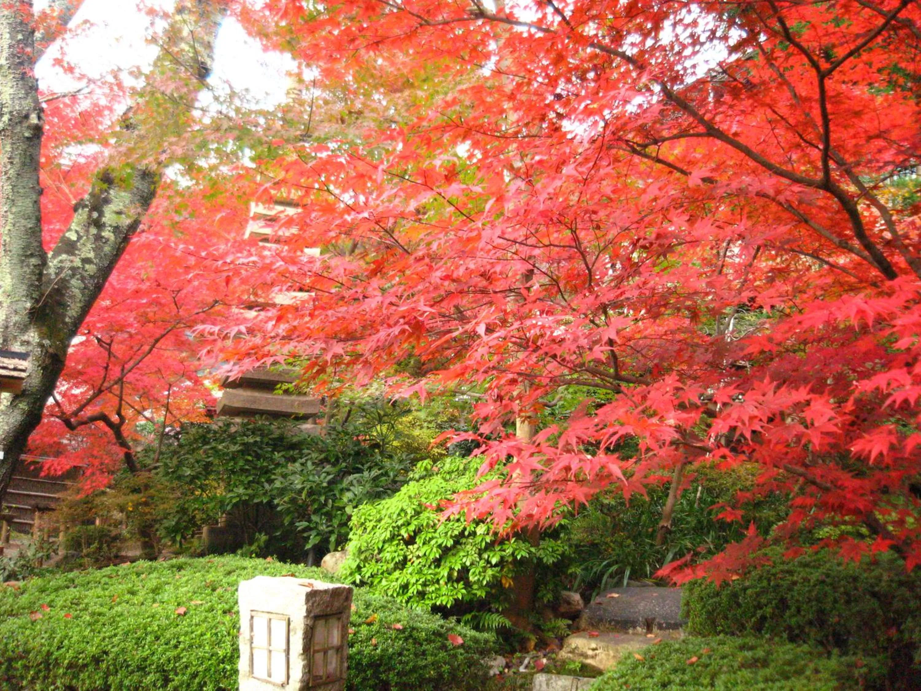 Garden in Ryokan Nenrinbo