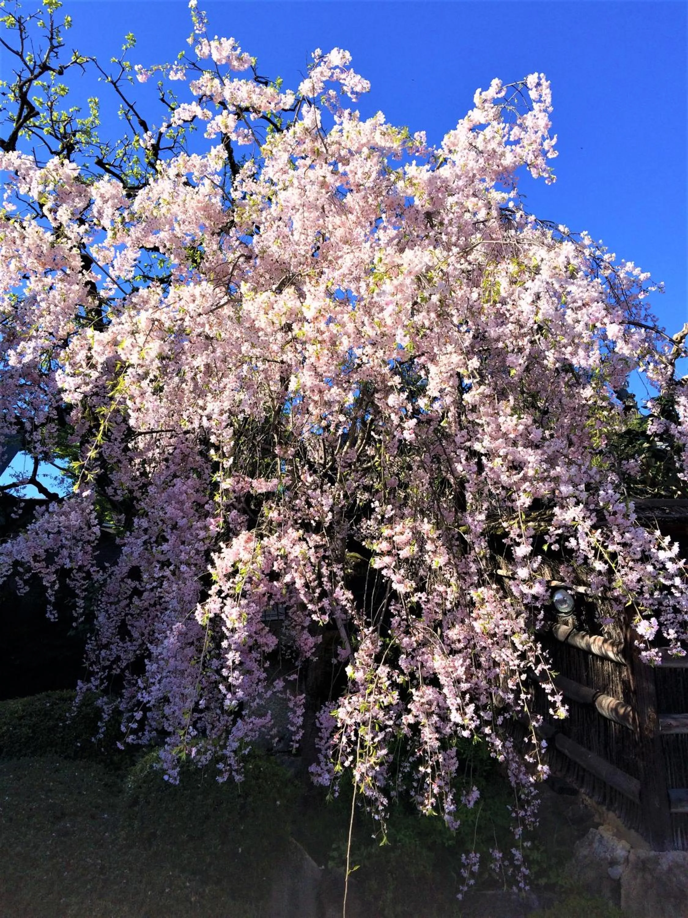 Property building in Ryokan Nenrinbo