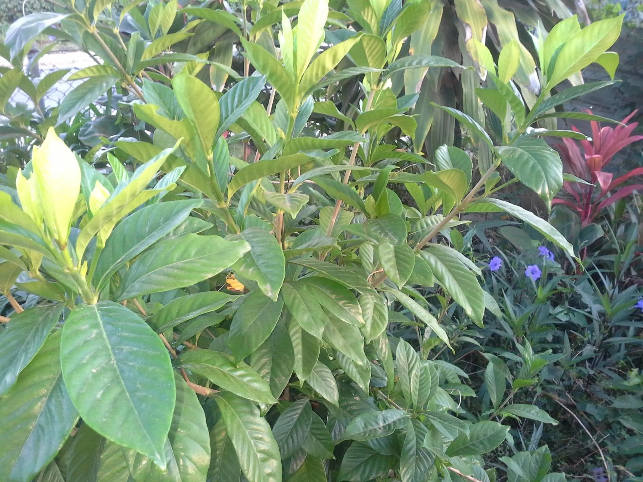 Garden in Dayspring Lodge