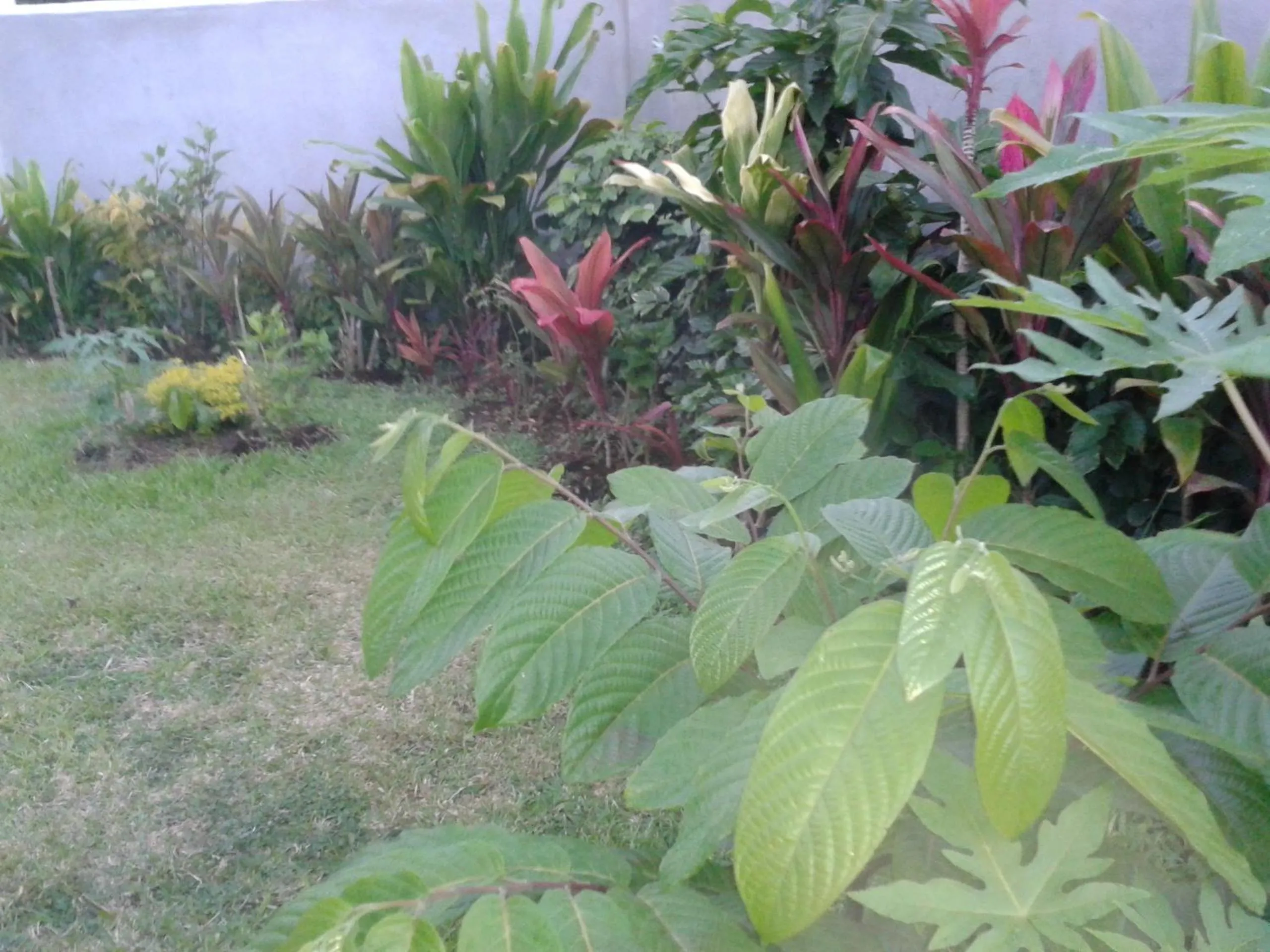 Garden in Dayspring Lodge