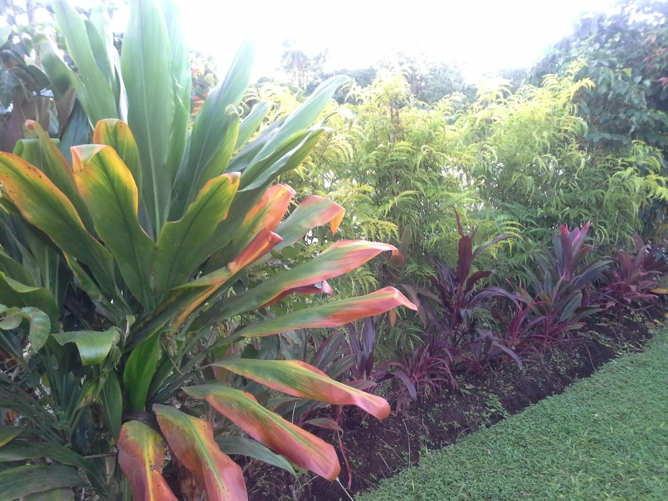 Garden in Dayspring Lodge