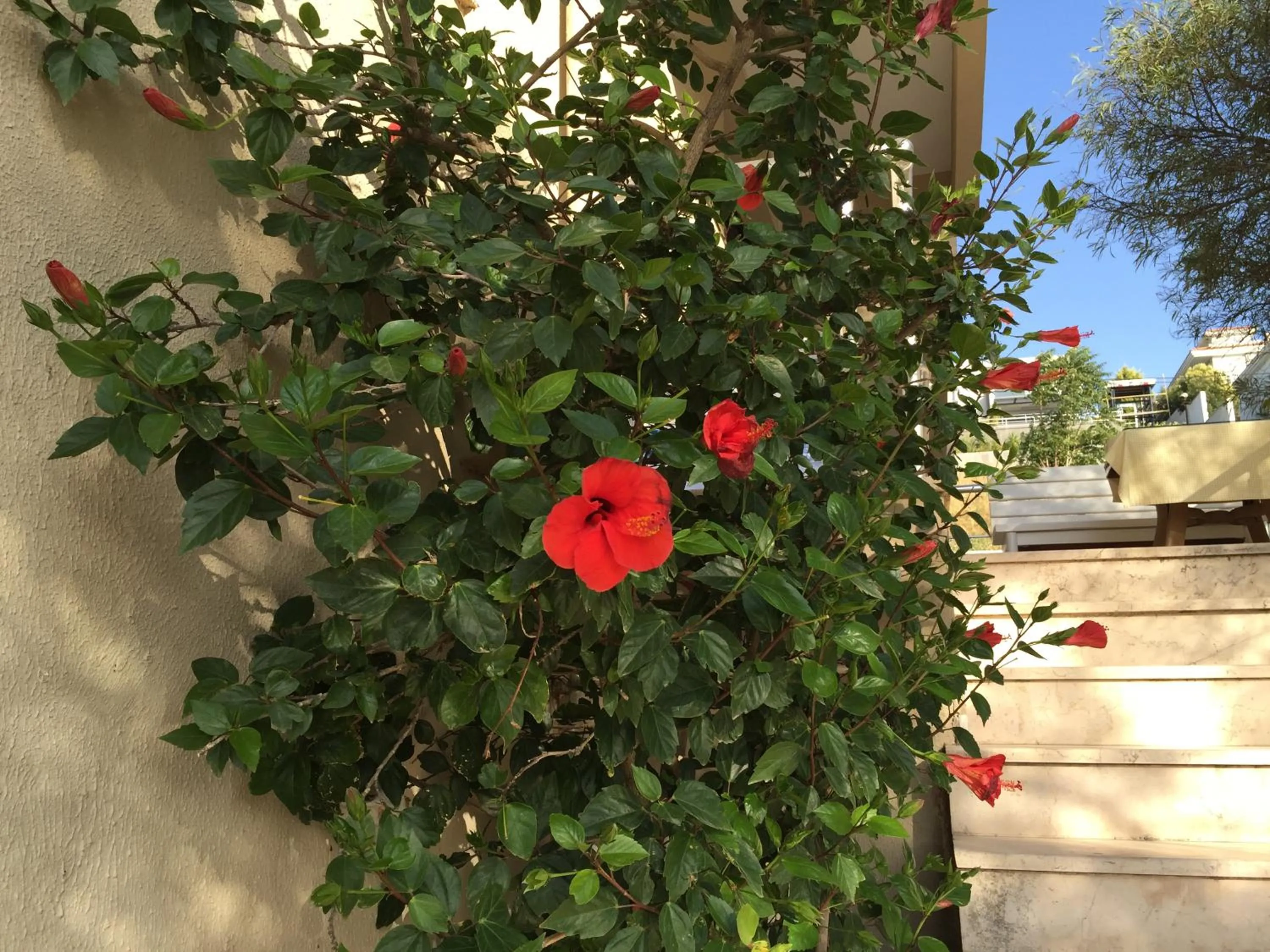 Garden in Cicek Apart Hotel