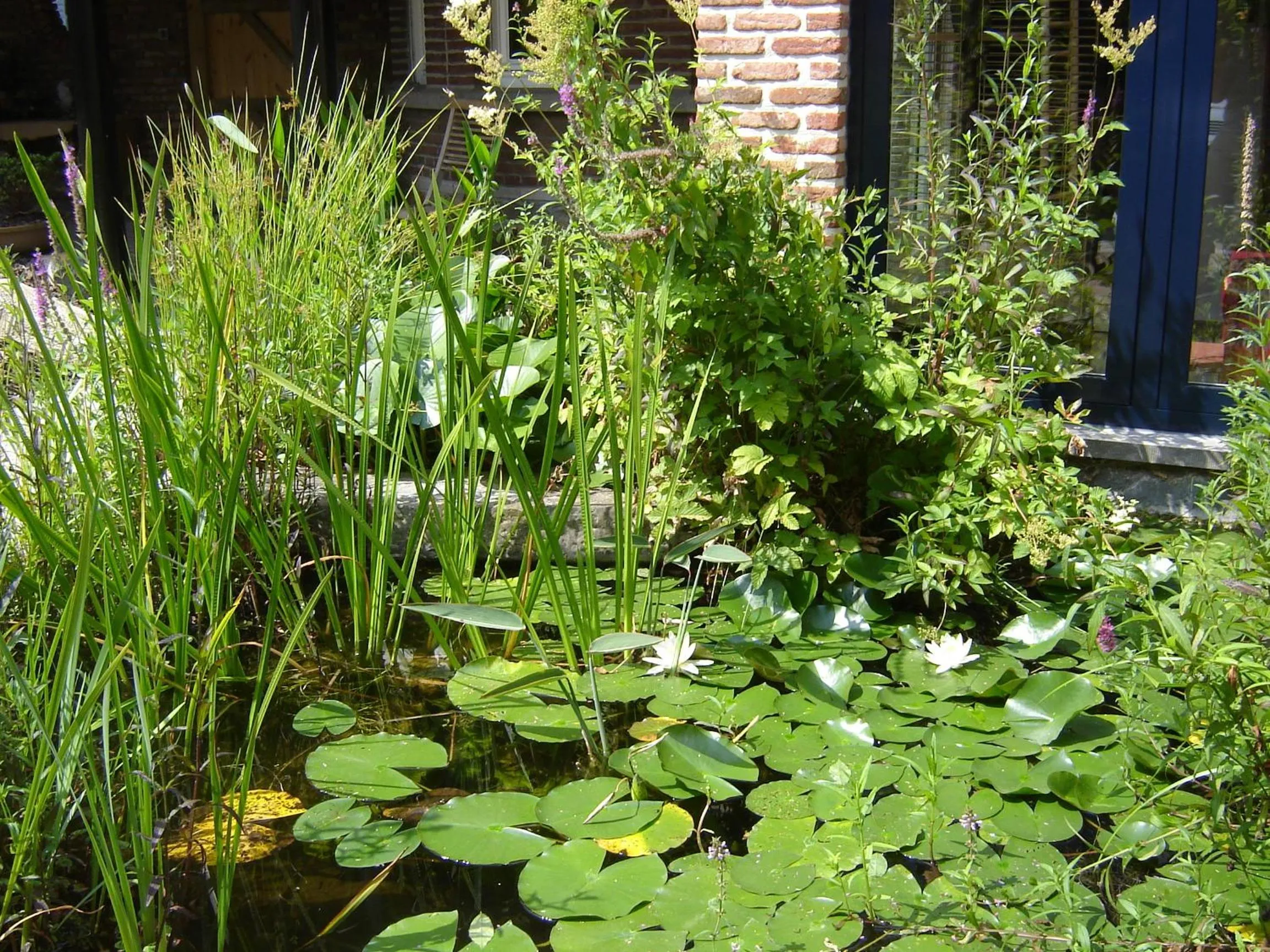 Garden in B&B Wisteria