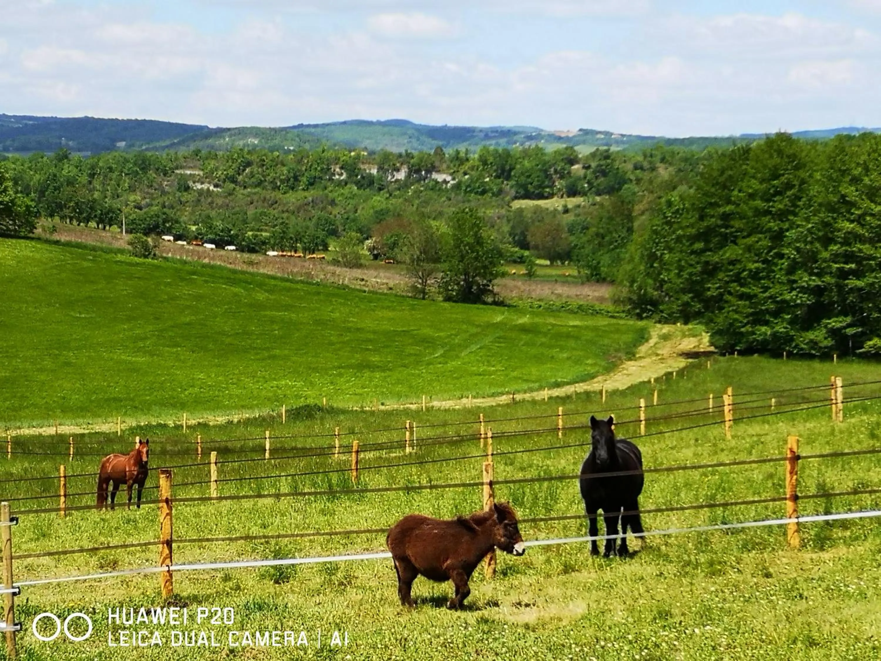 Pets in Castel Mazars