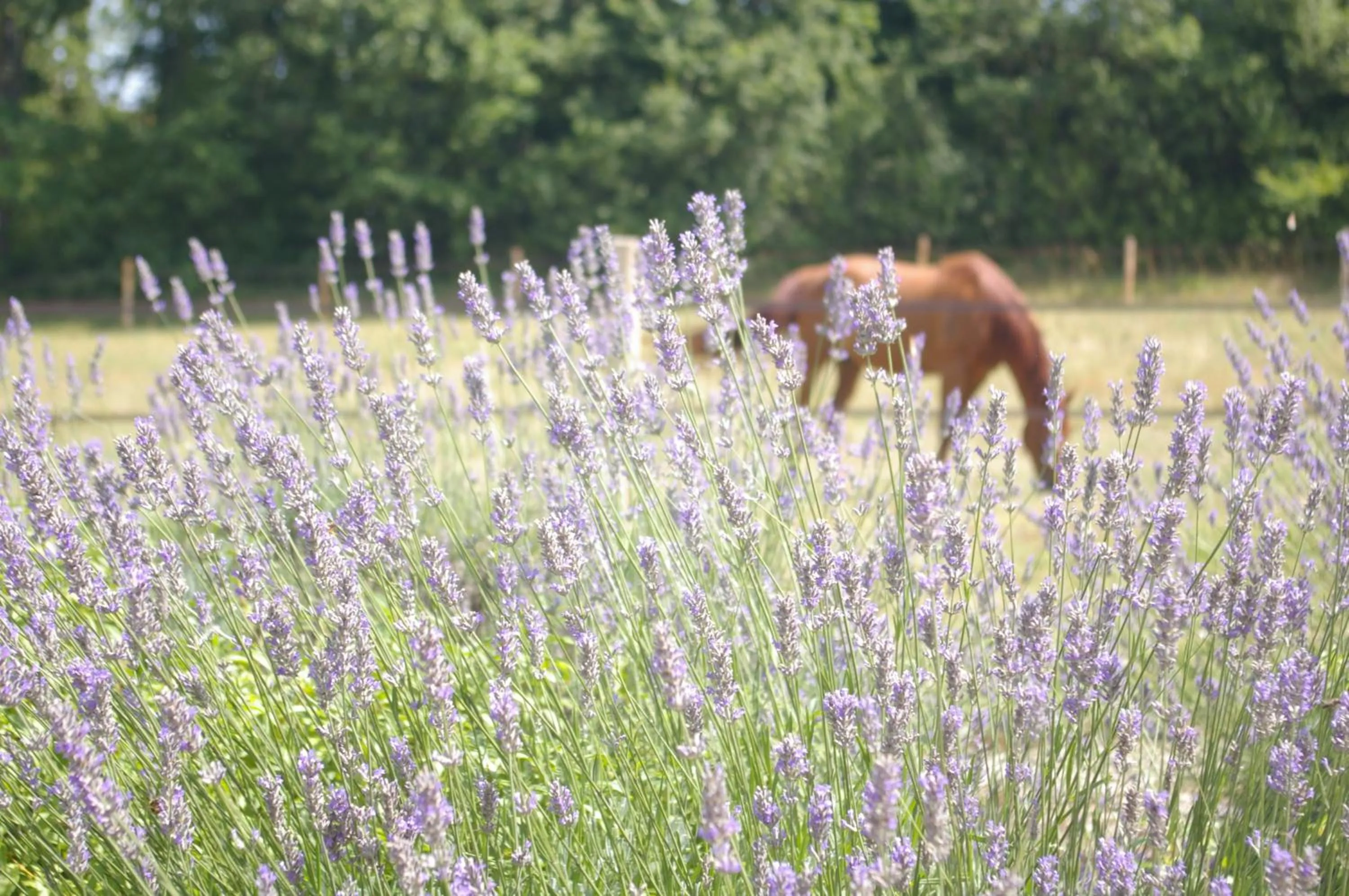 Animals in Castel Mazars