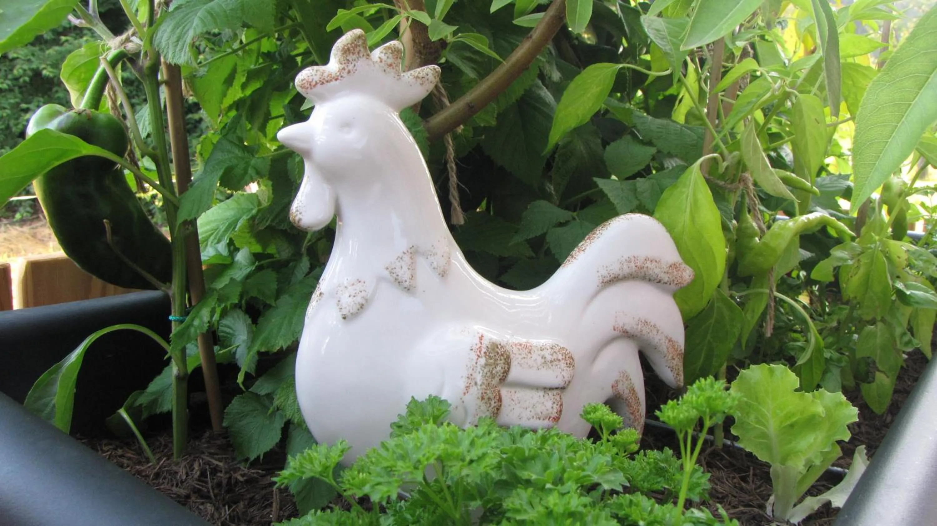 Garden in Garden living