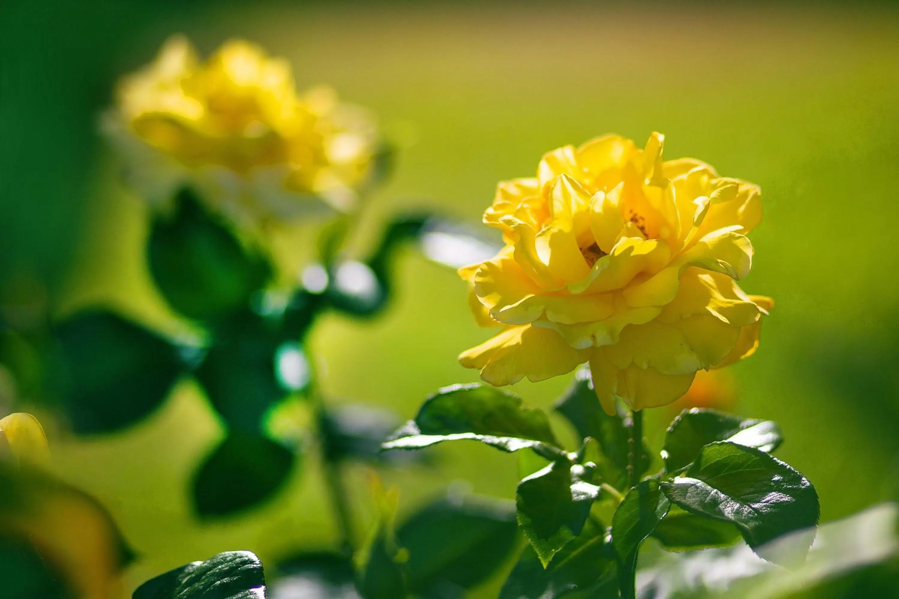 Garden view in Hotel Giorgio