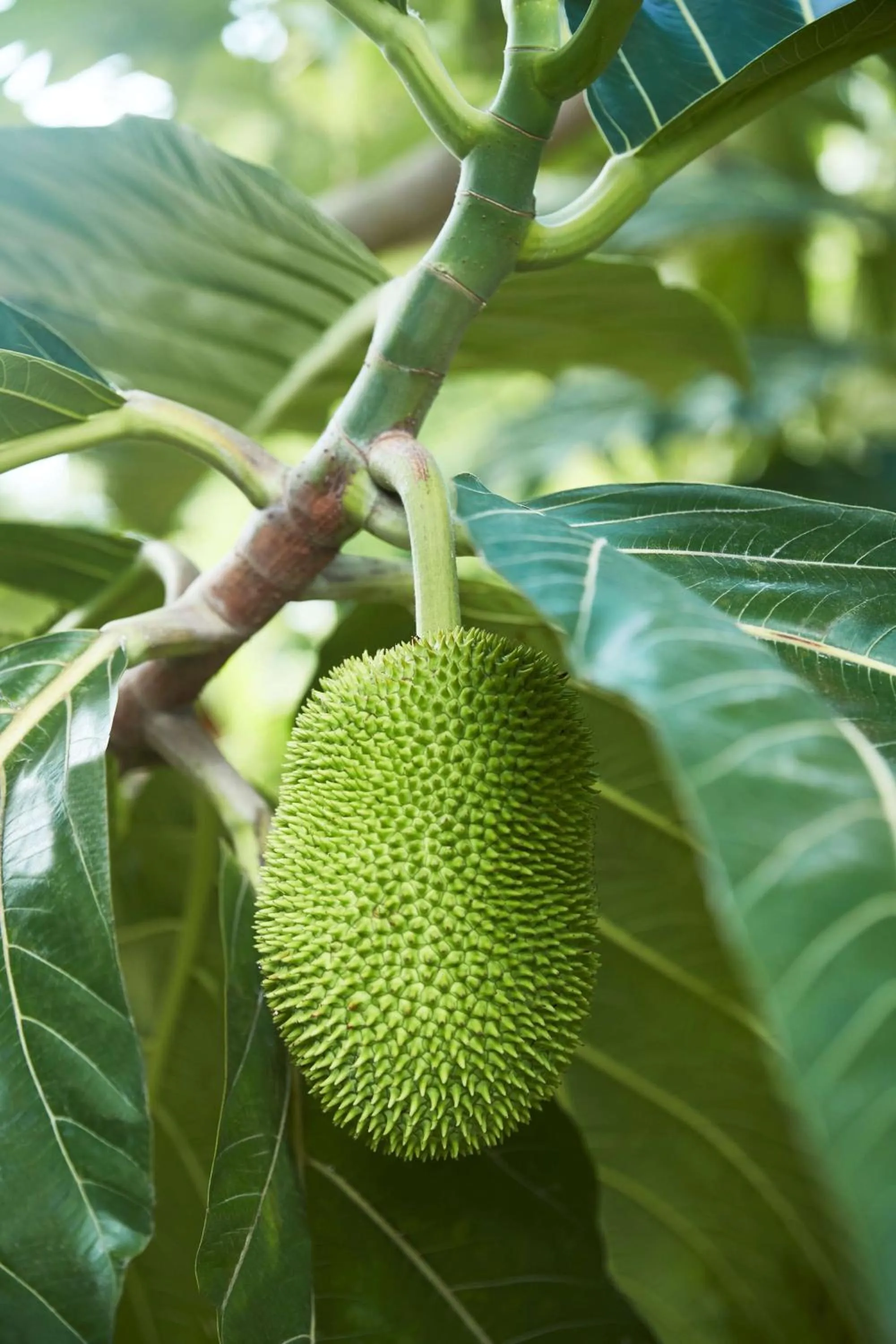 Property building in InterContinental Dominica Cabrits Resort & Spa by IHG