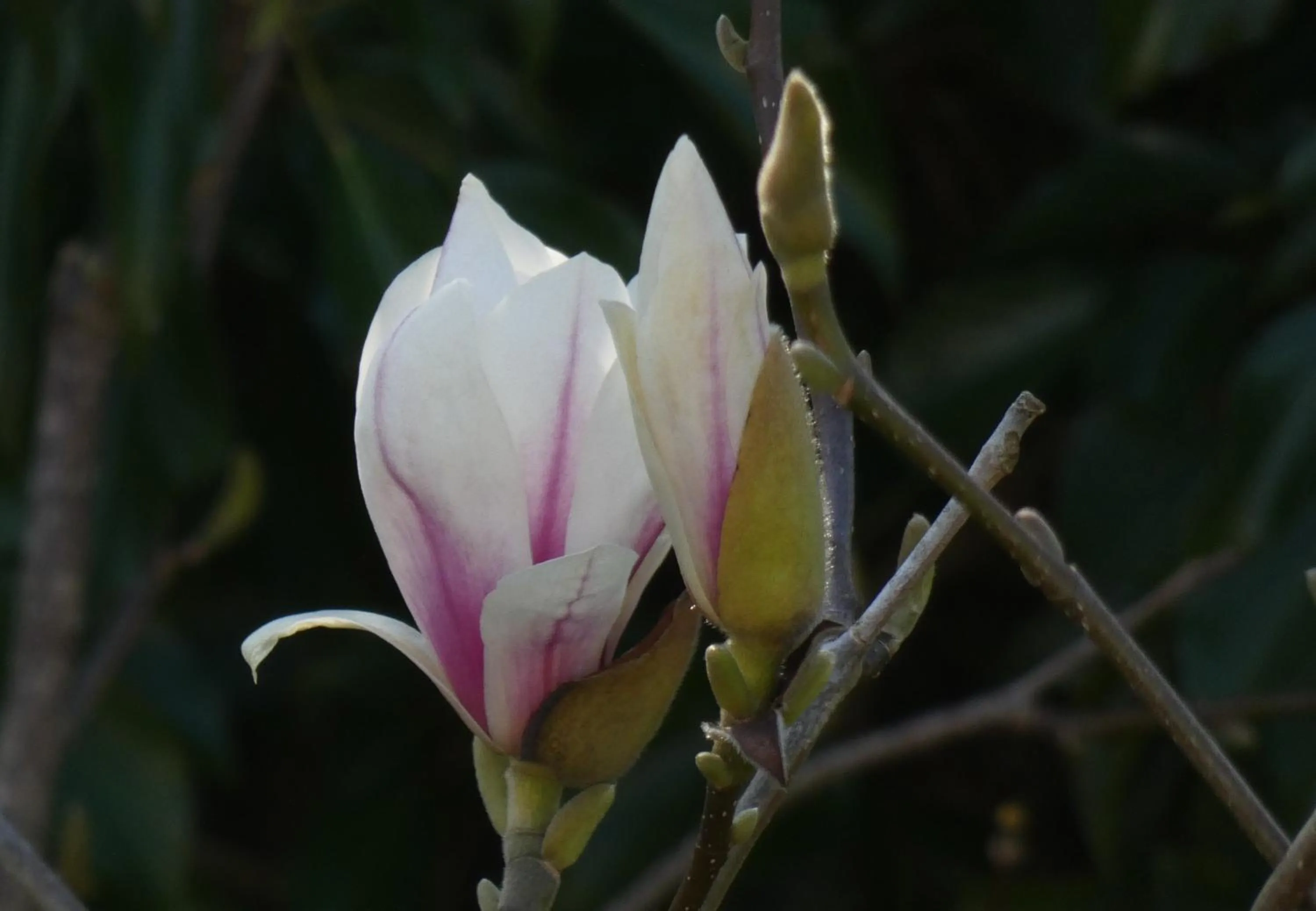 Garden in Wray Valley