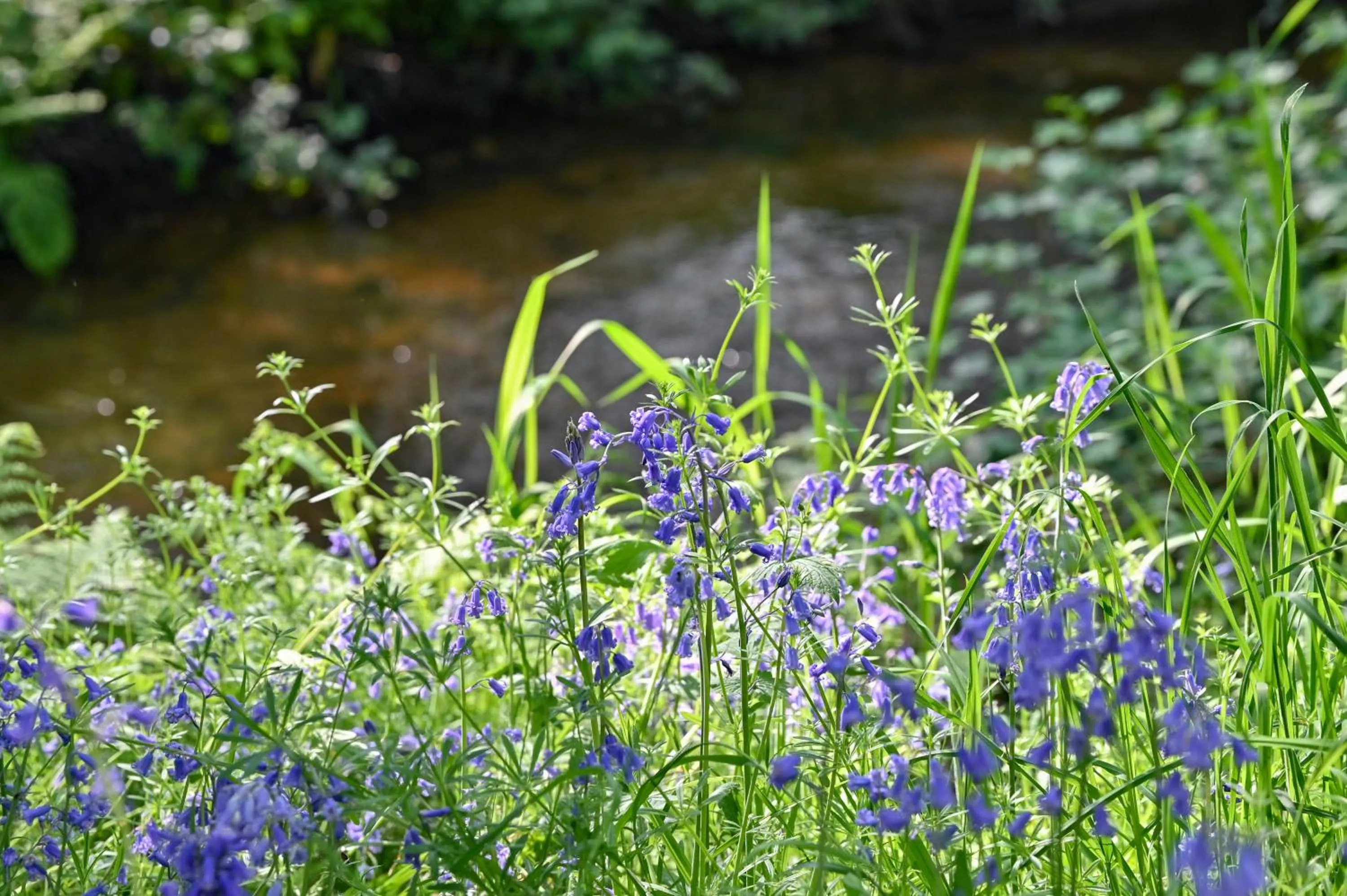 Natural landscape in Wray Valley