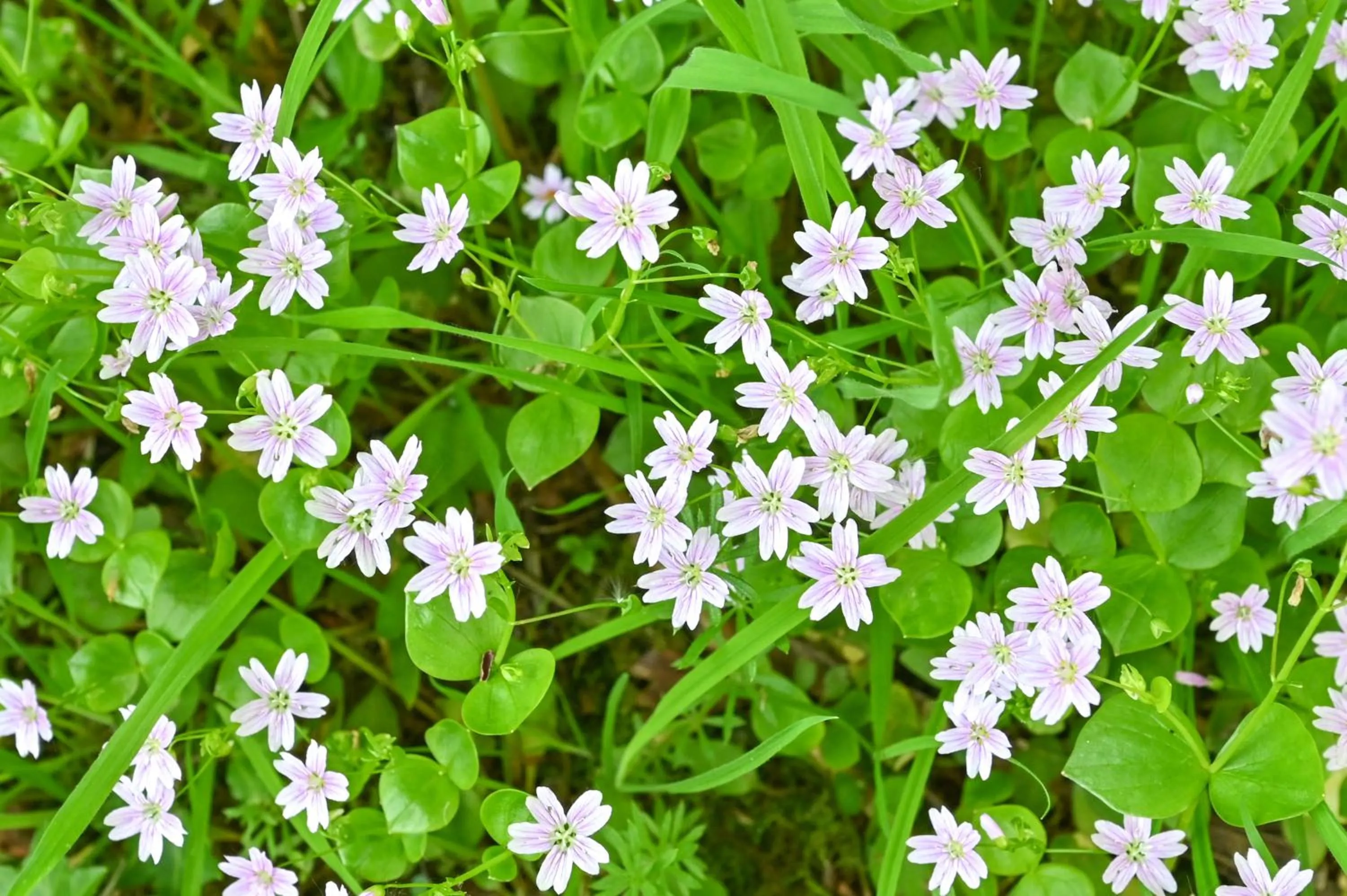 Spring in Wray Valley