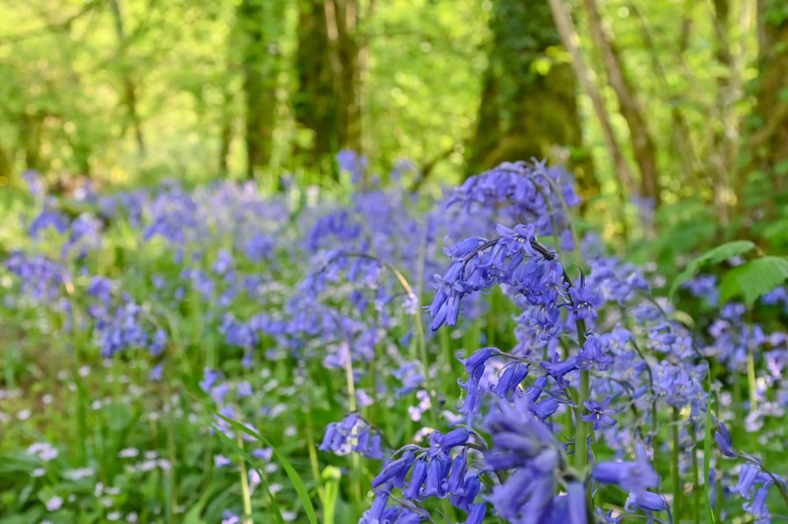 Spring in Wray Valley