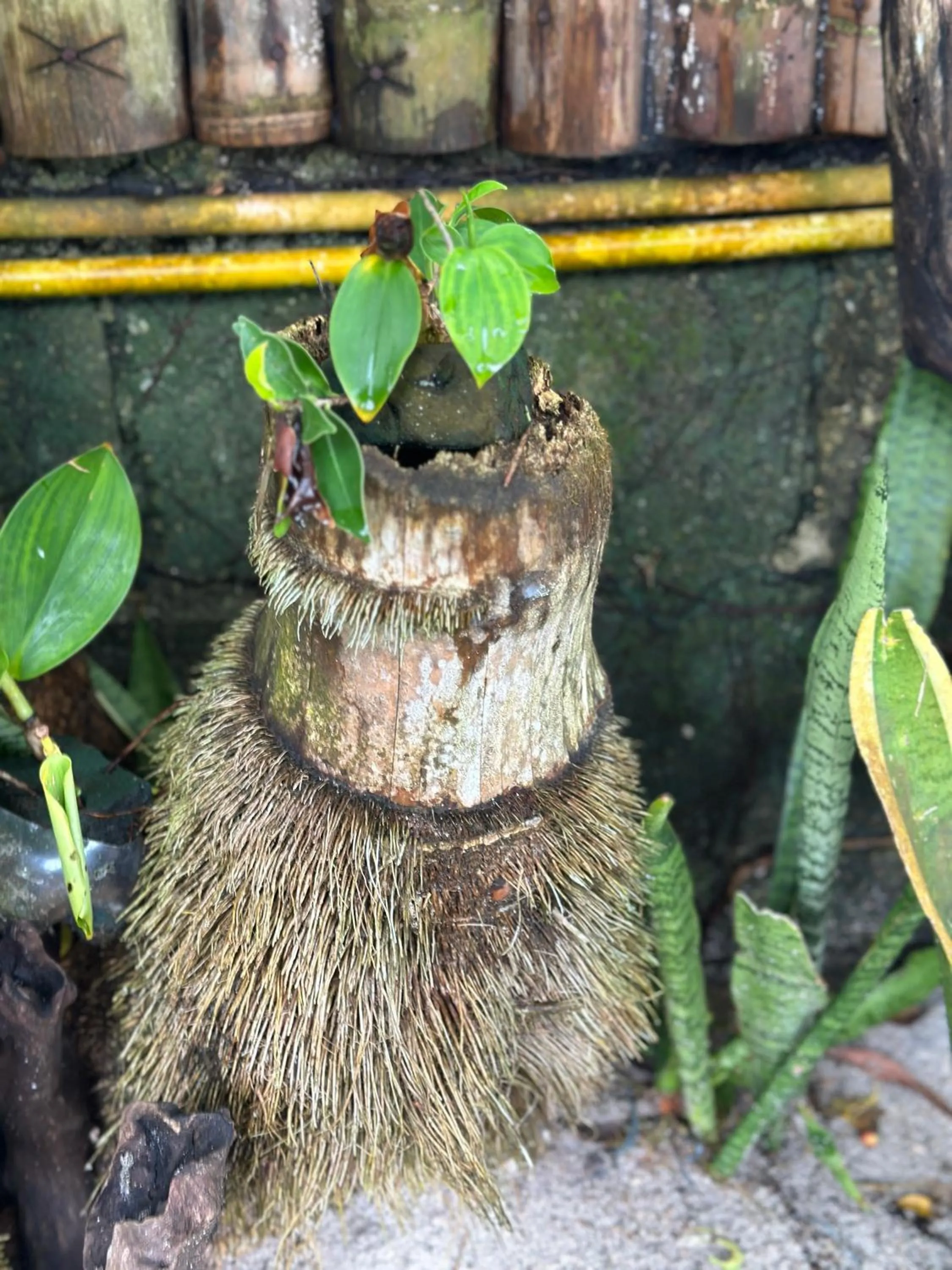 Garden in Sabas Beach and Campsite
