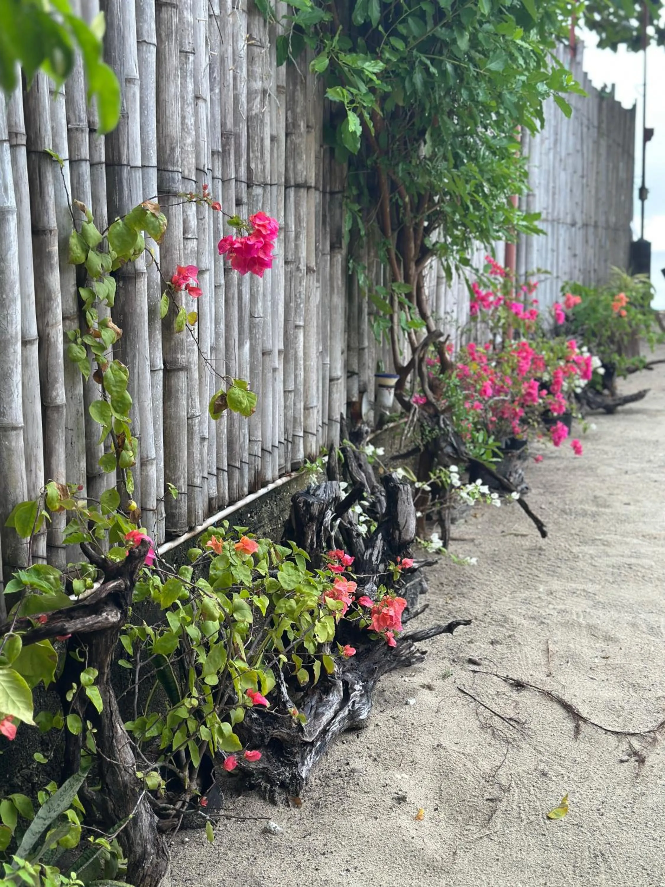 Garden in Sabas Beach and Campsite