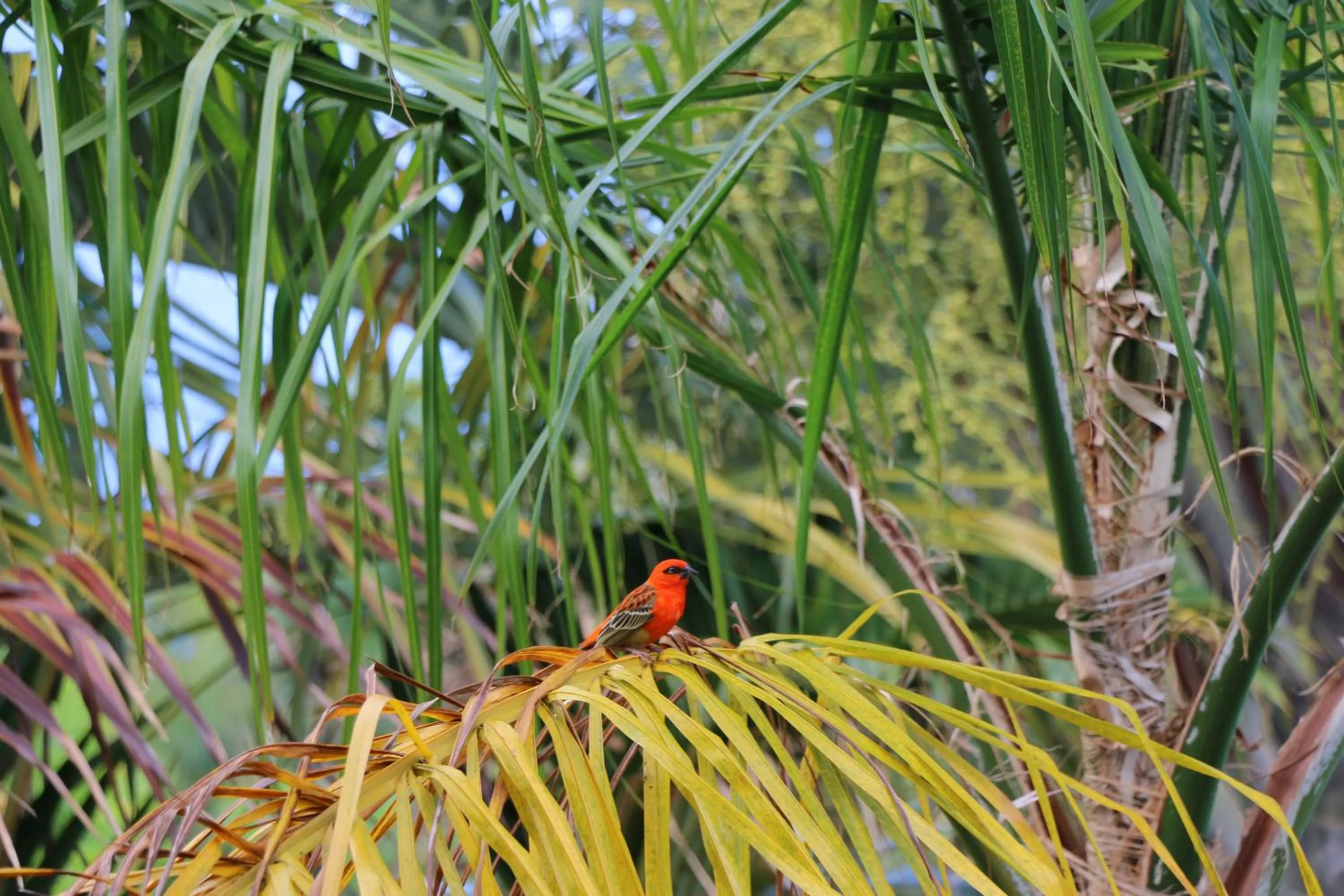 Natural landscape in KAZ ORÈA