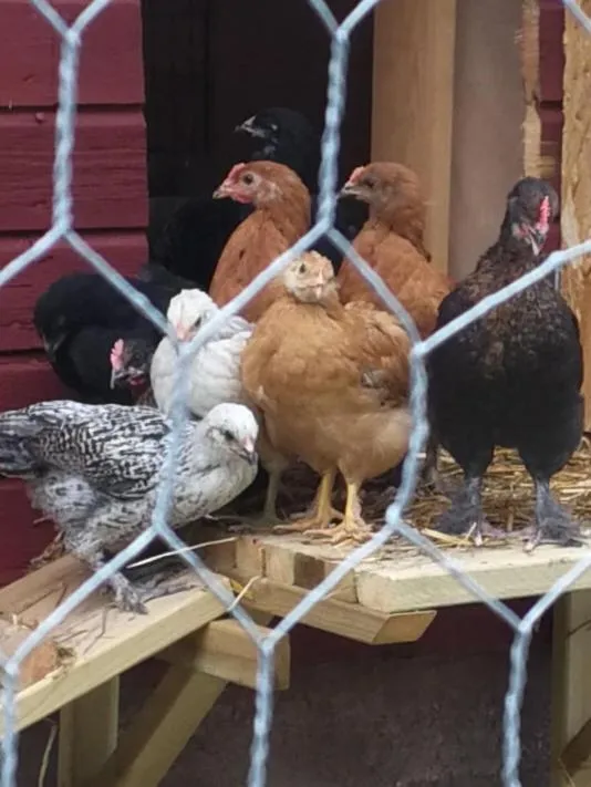 Animals in Sjugare Gård Bed & Breakfast