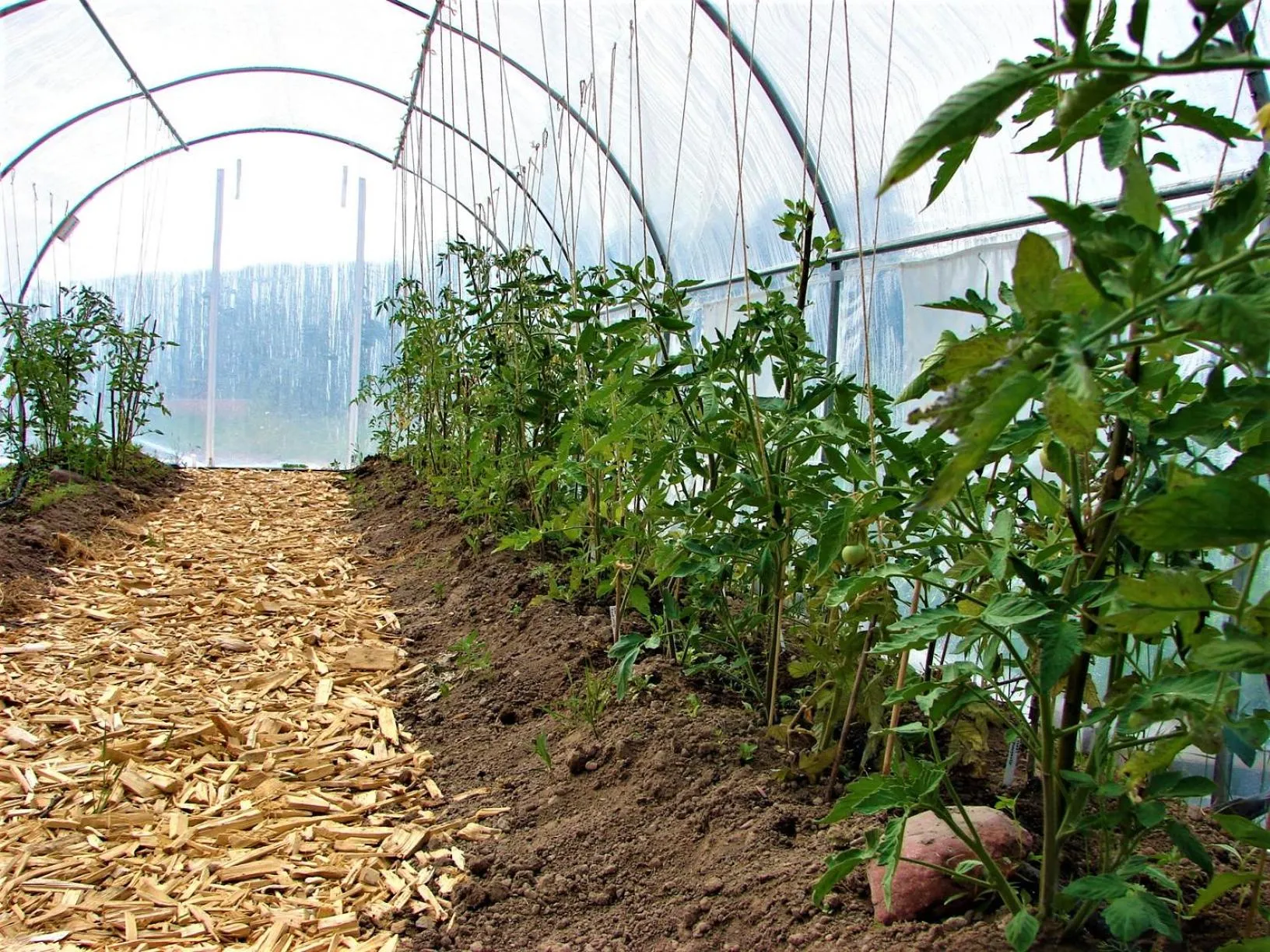 Garden in Sjugare Gård Bed & Breakfast