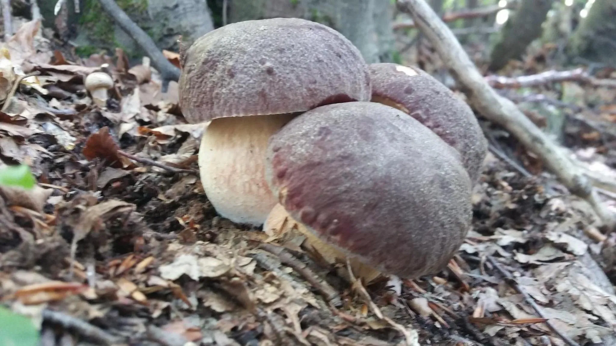 Food in B&B La Mia Valigia