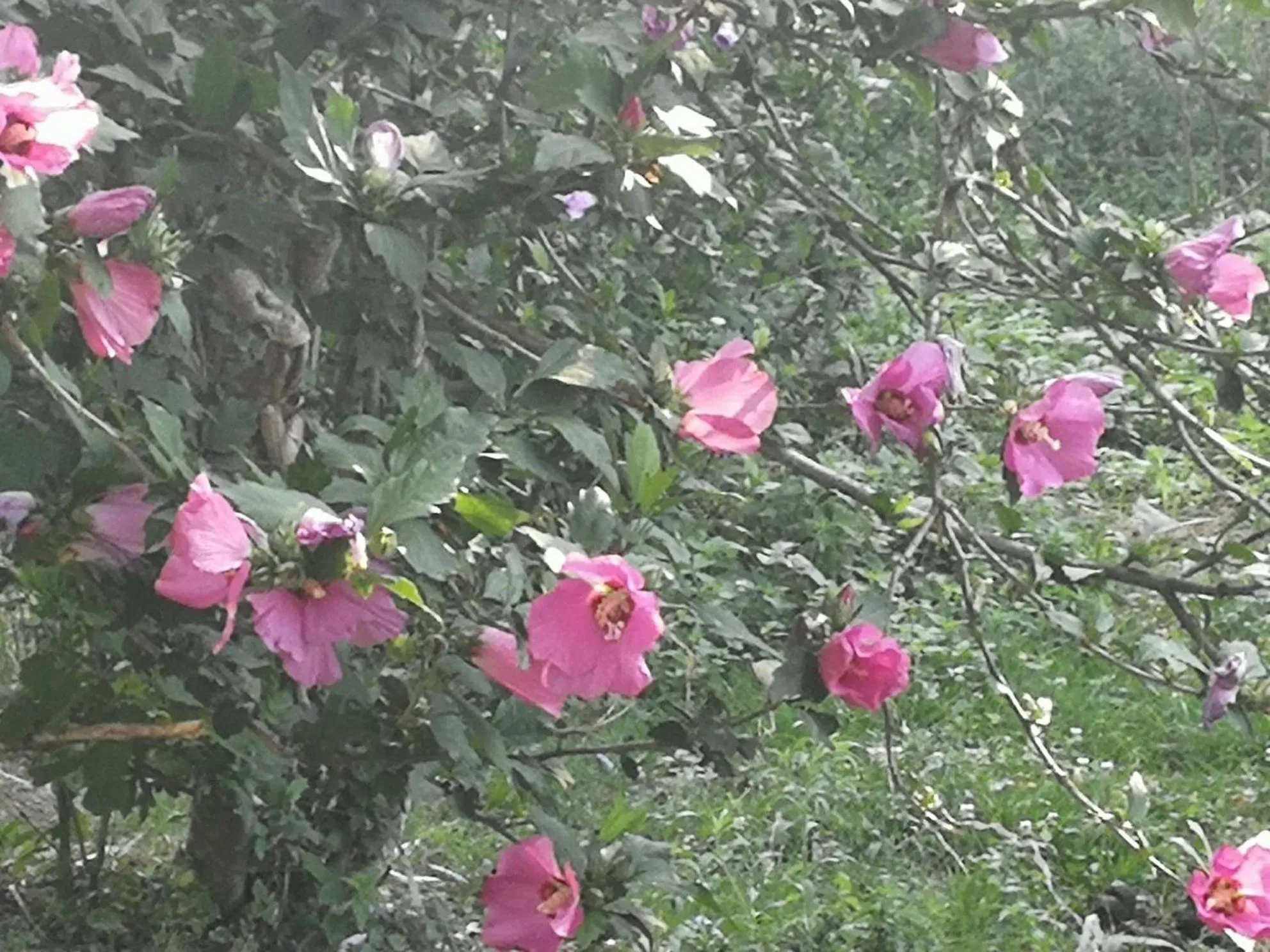Garden in OSTELLO DI SAN GERMANO