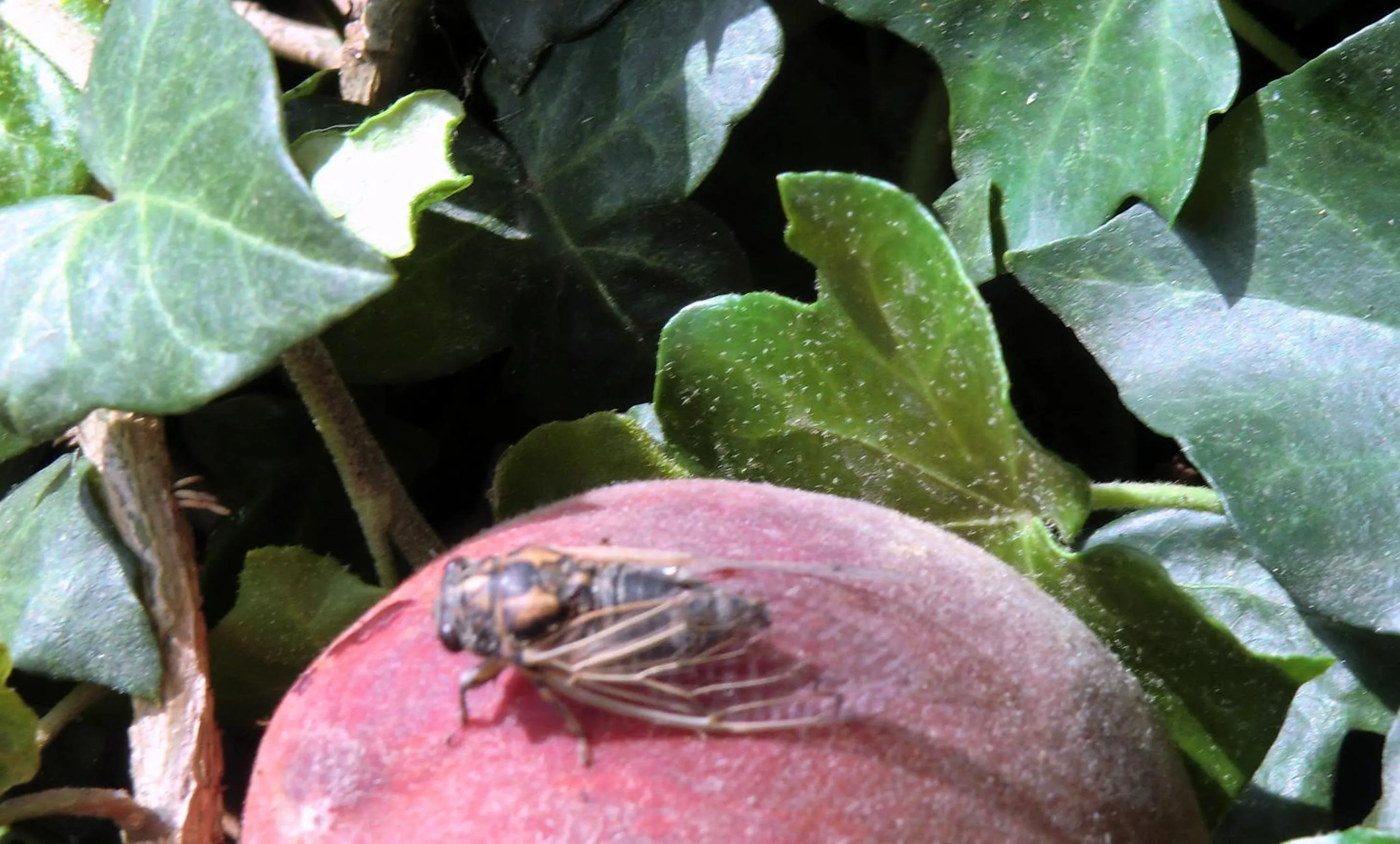 Garden in cit'hotel Hotel Las Cigalas
