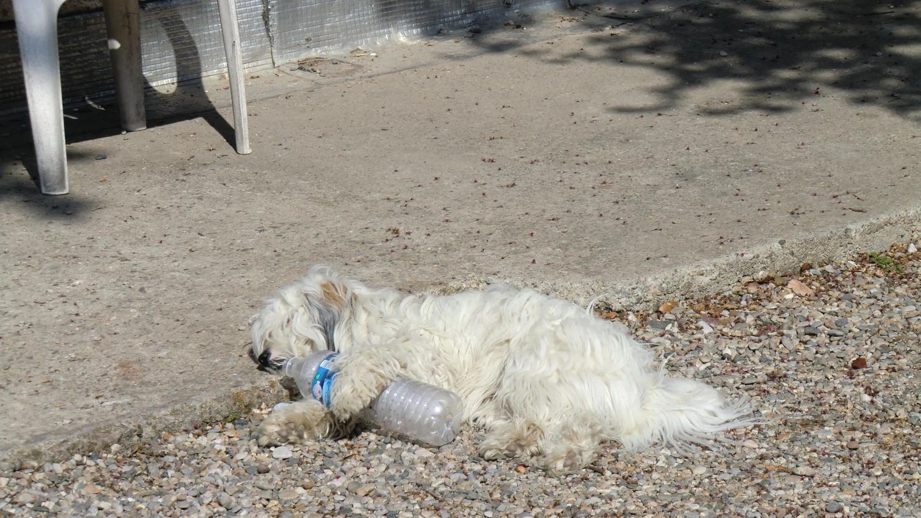 Animals in cit'hotel Hotel Las Cigalas