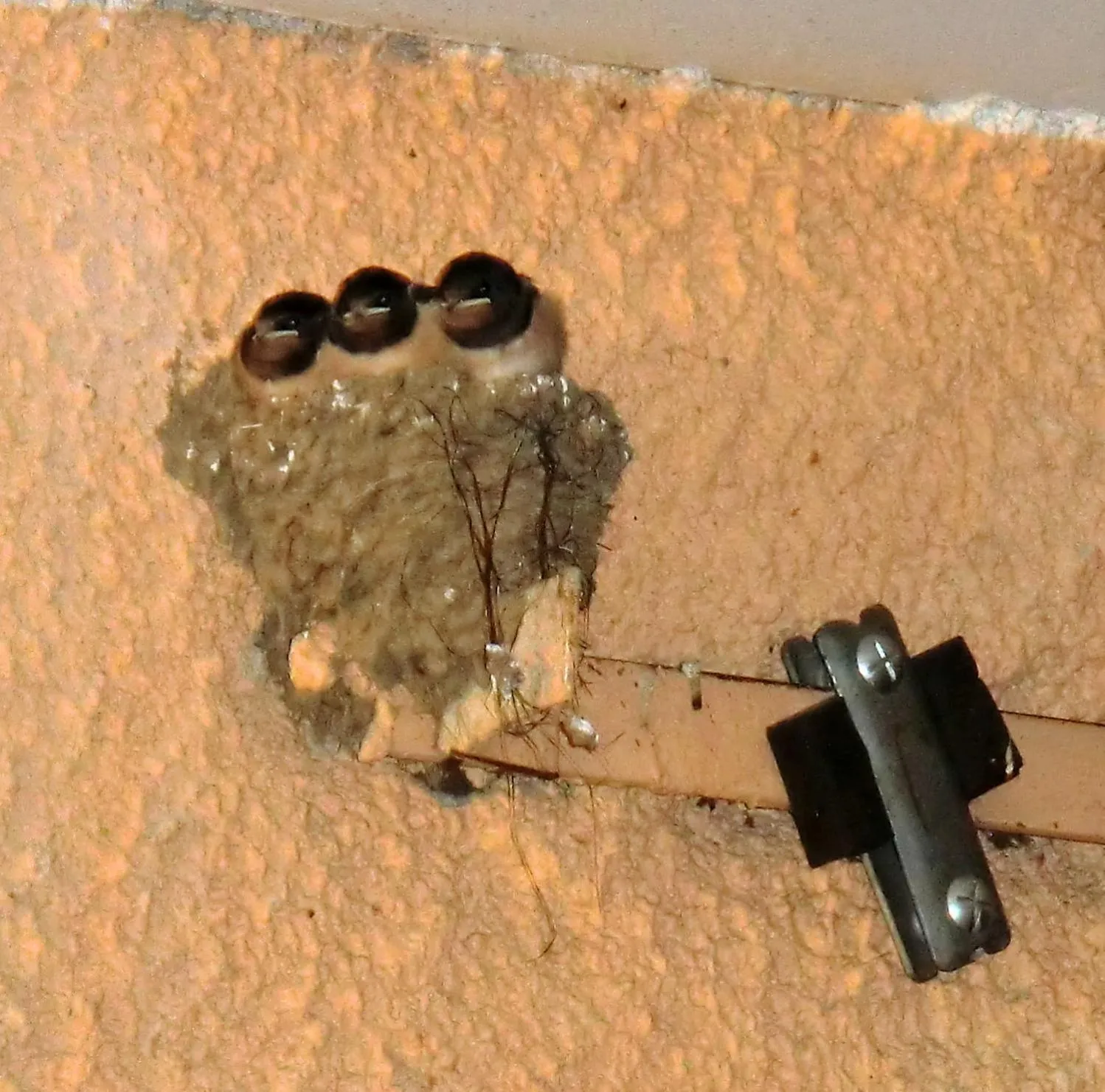 Garden in cit'hotel Hotel Las Cigalas