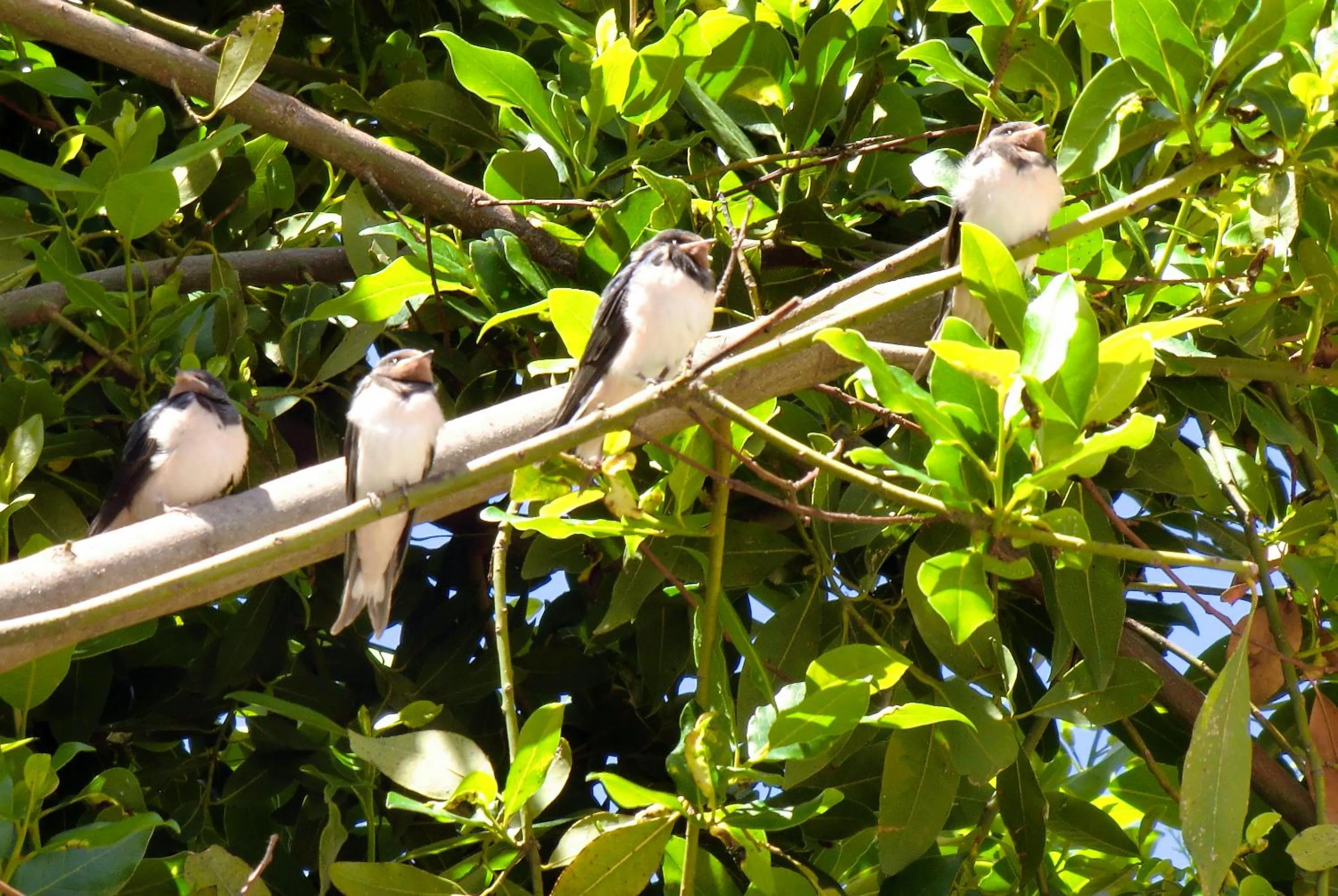 Garden in cit'hotel Hotel Las Cigalas